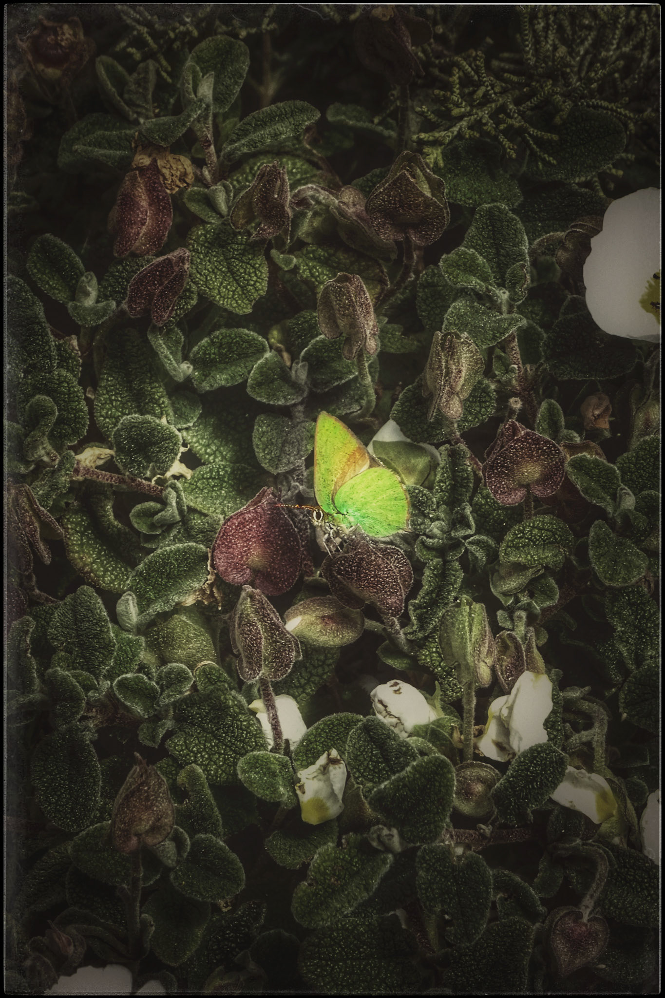 Butterflygarden