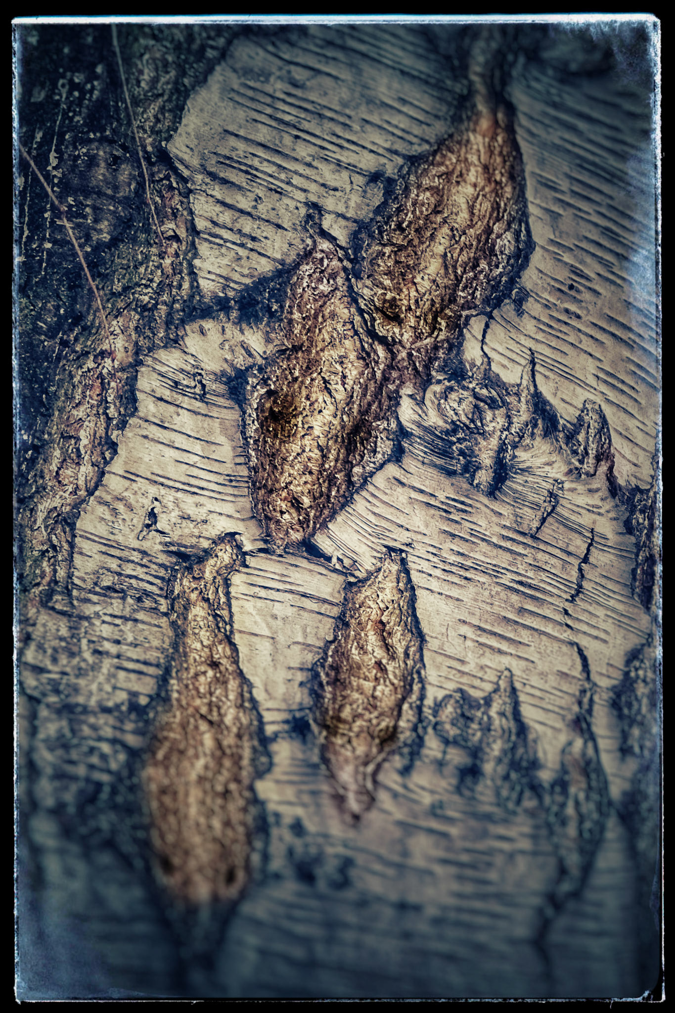 Delphine im Baum