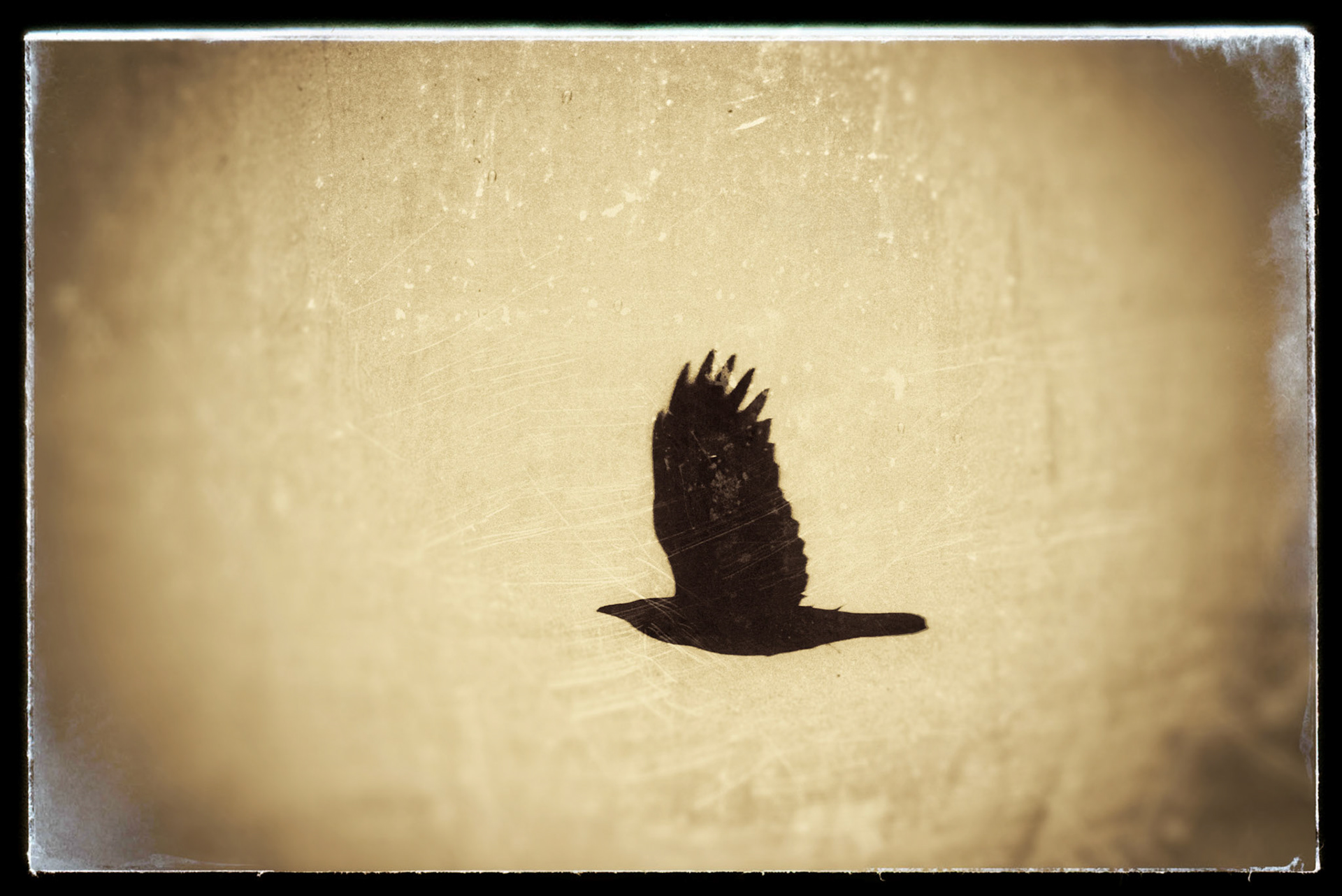 Fly, fly away