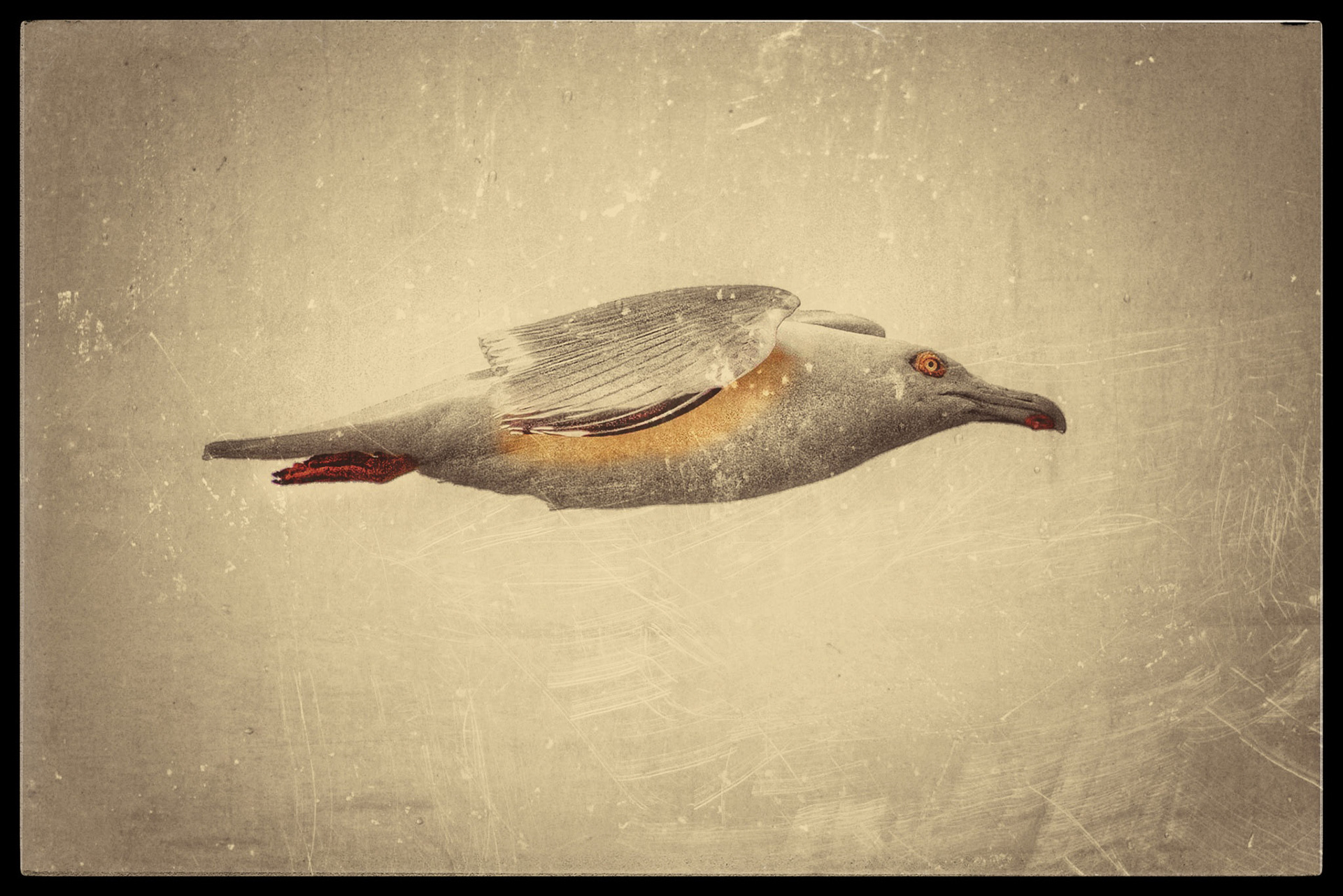 Seagull