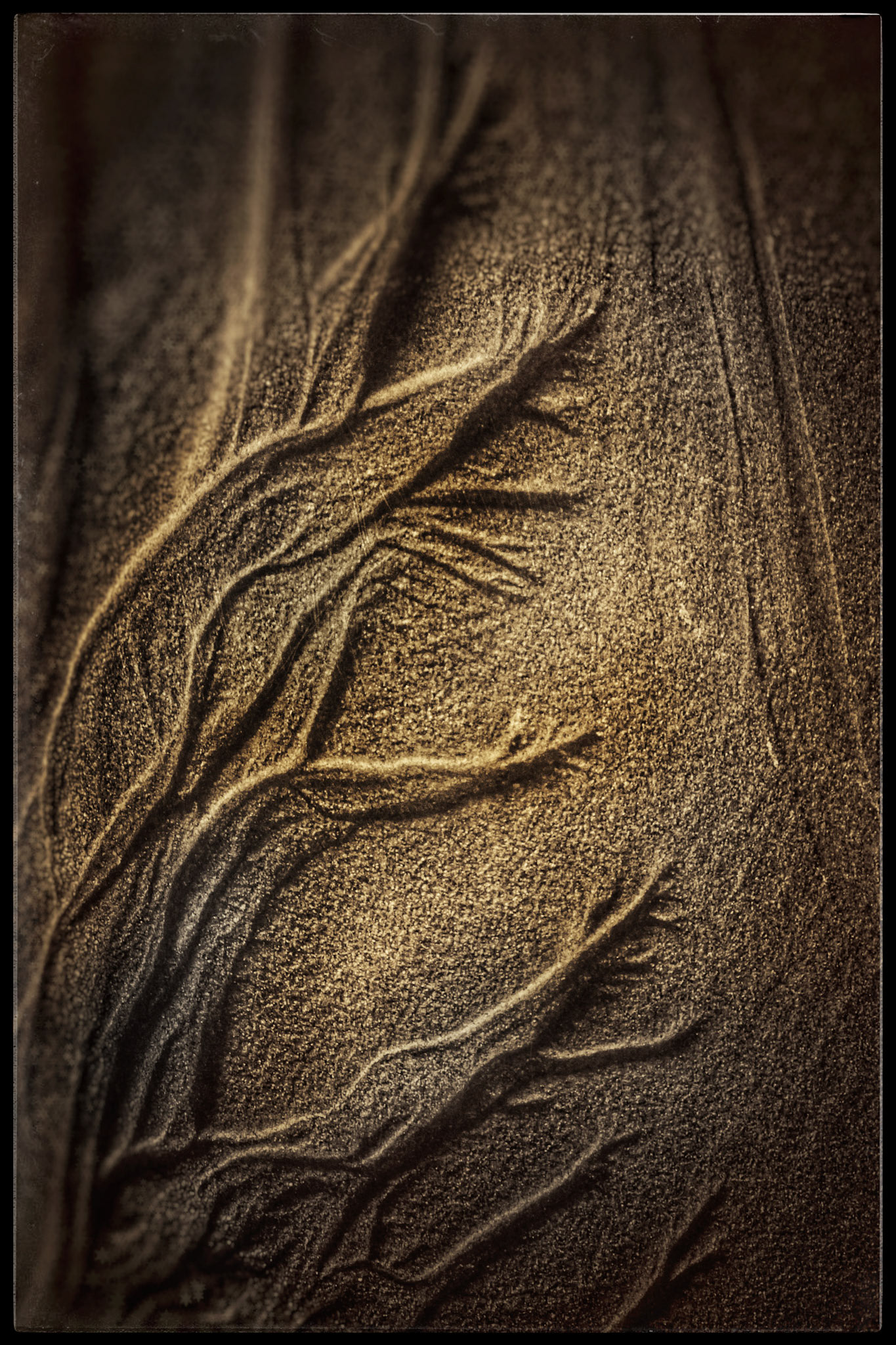Sandplants6