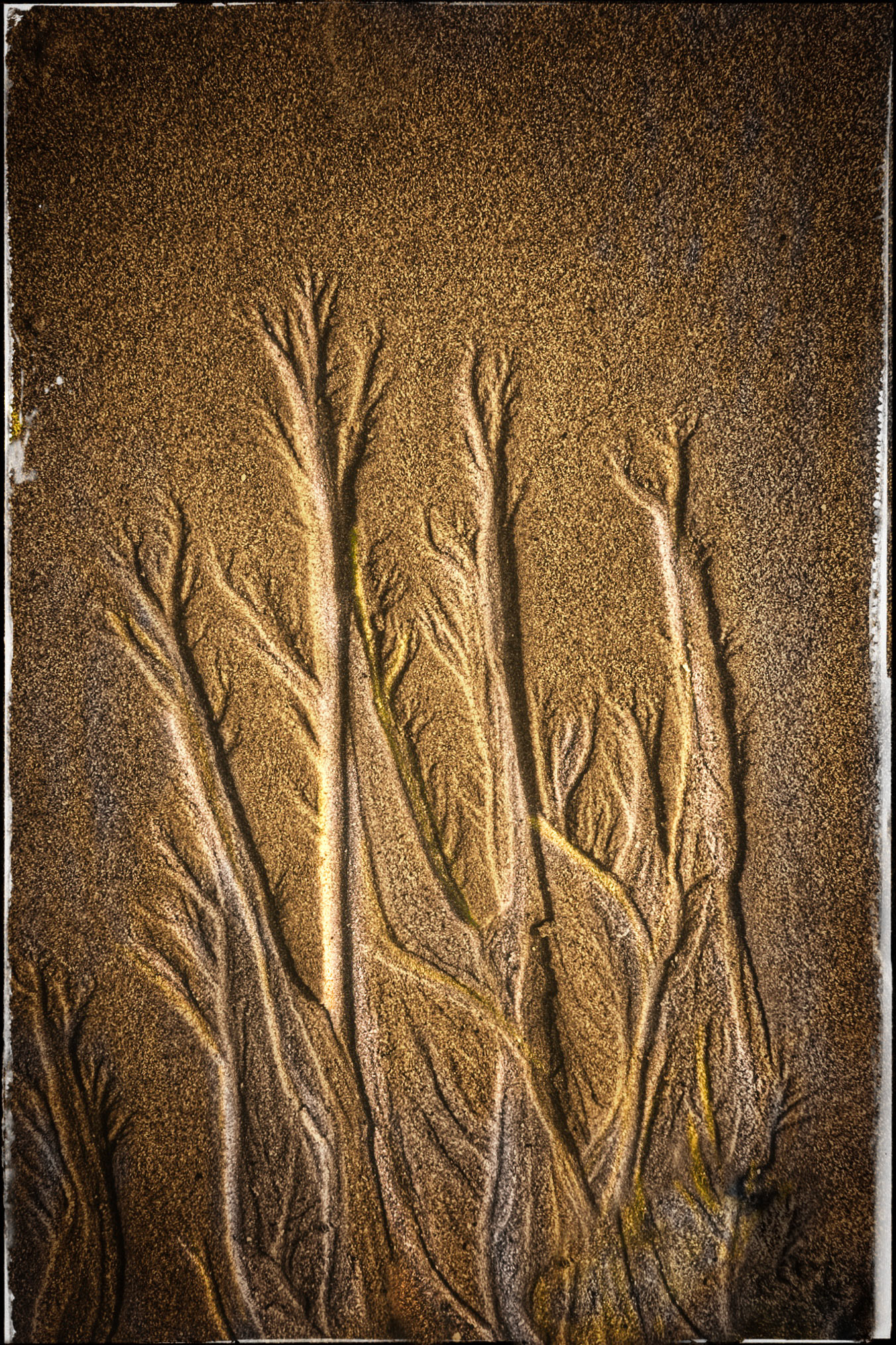 Sandplants1