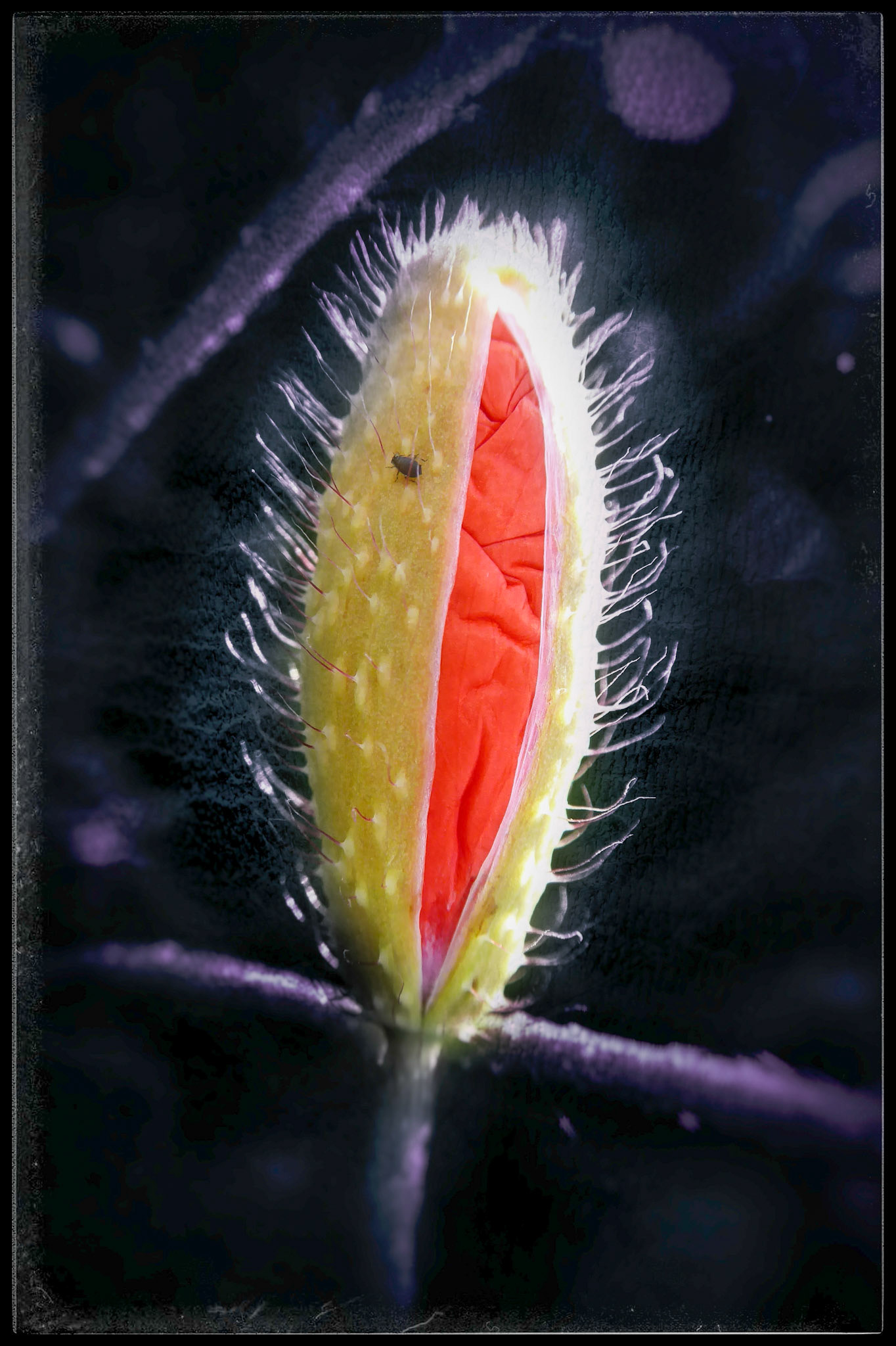 Red Surprise