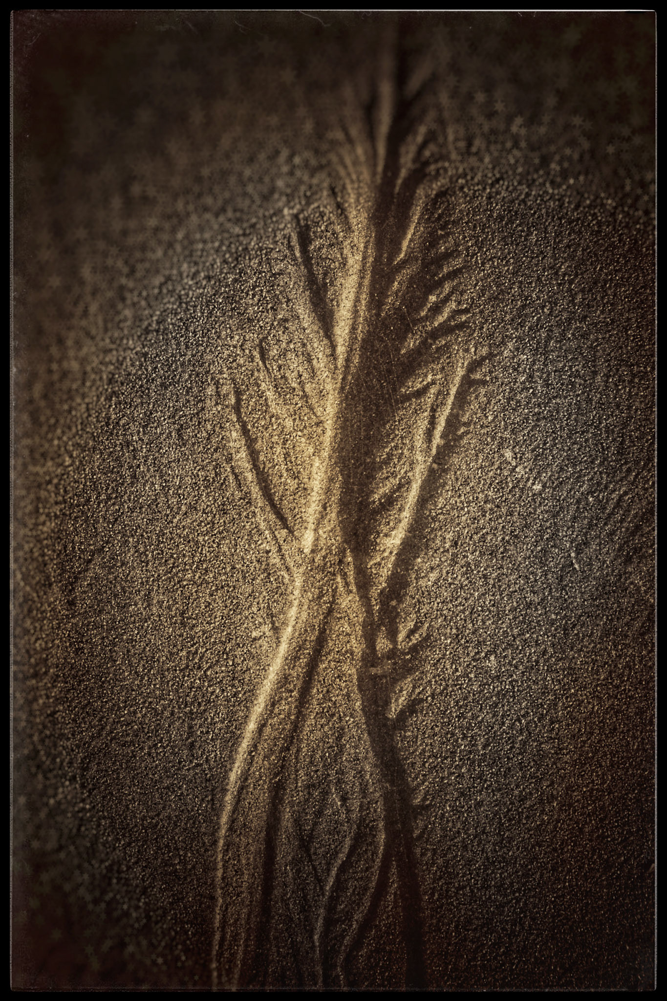 Sandplants5