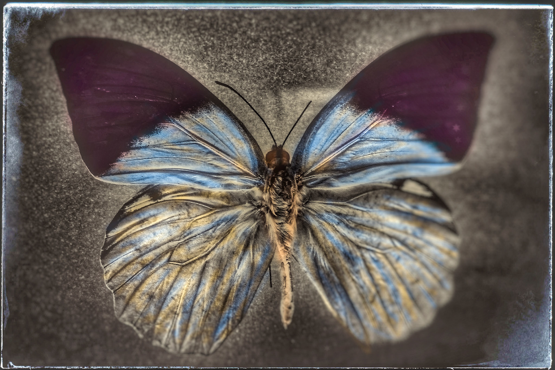 My Butterflyp