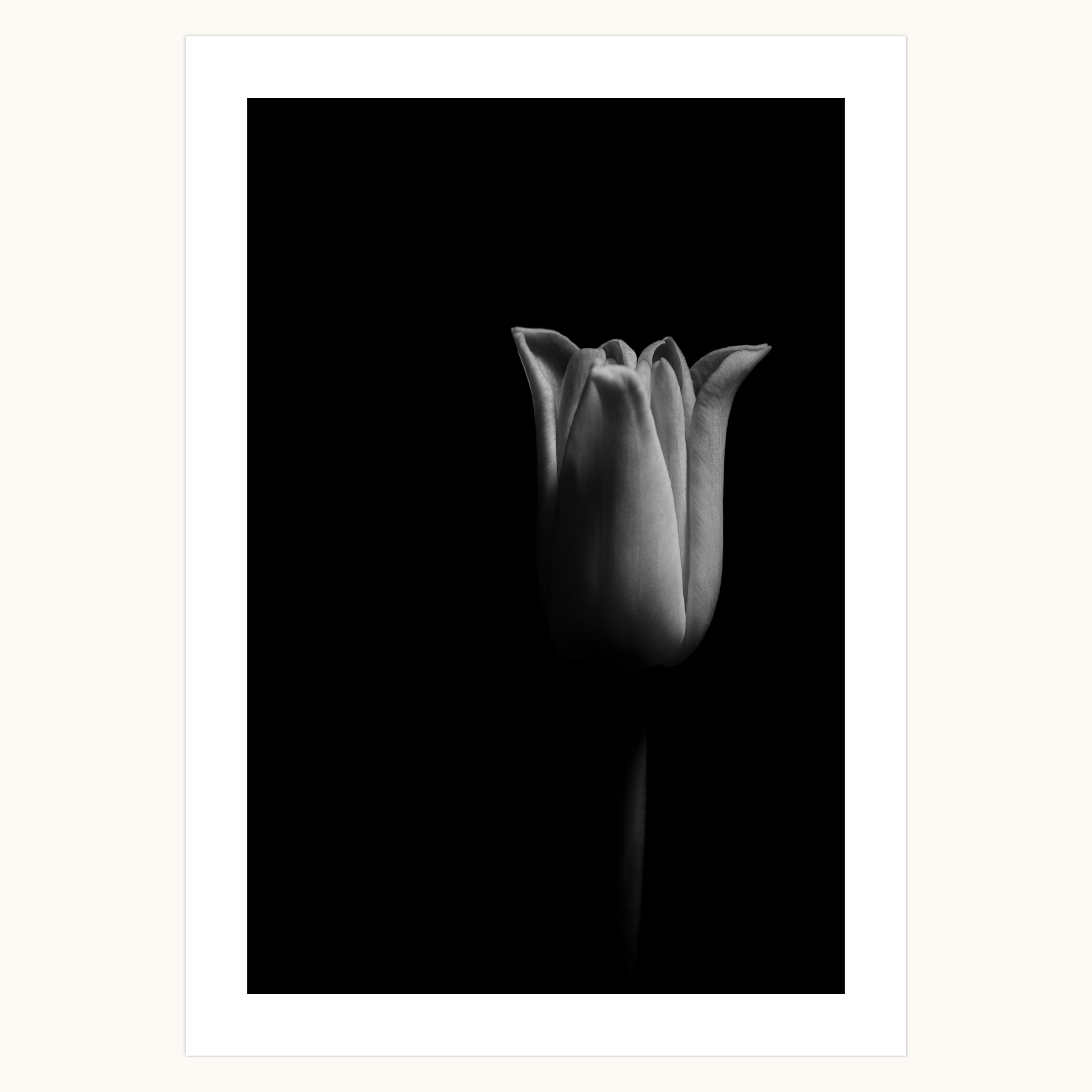Tulip III