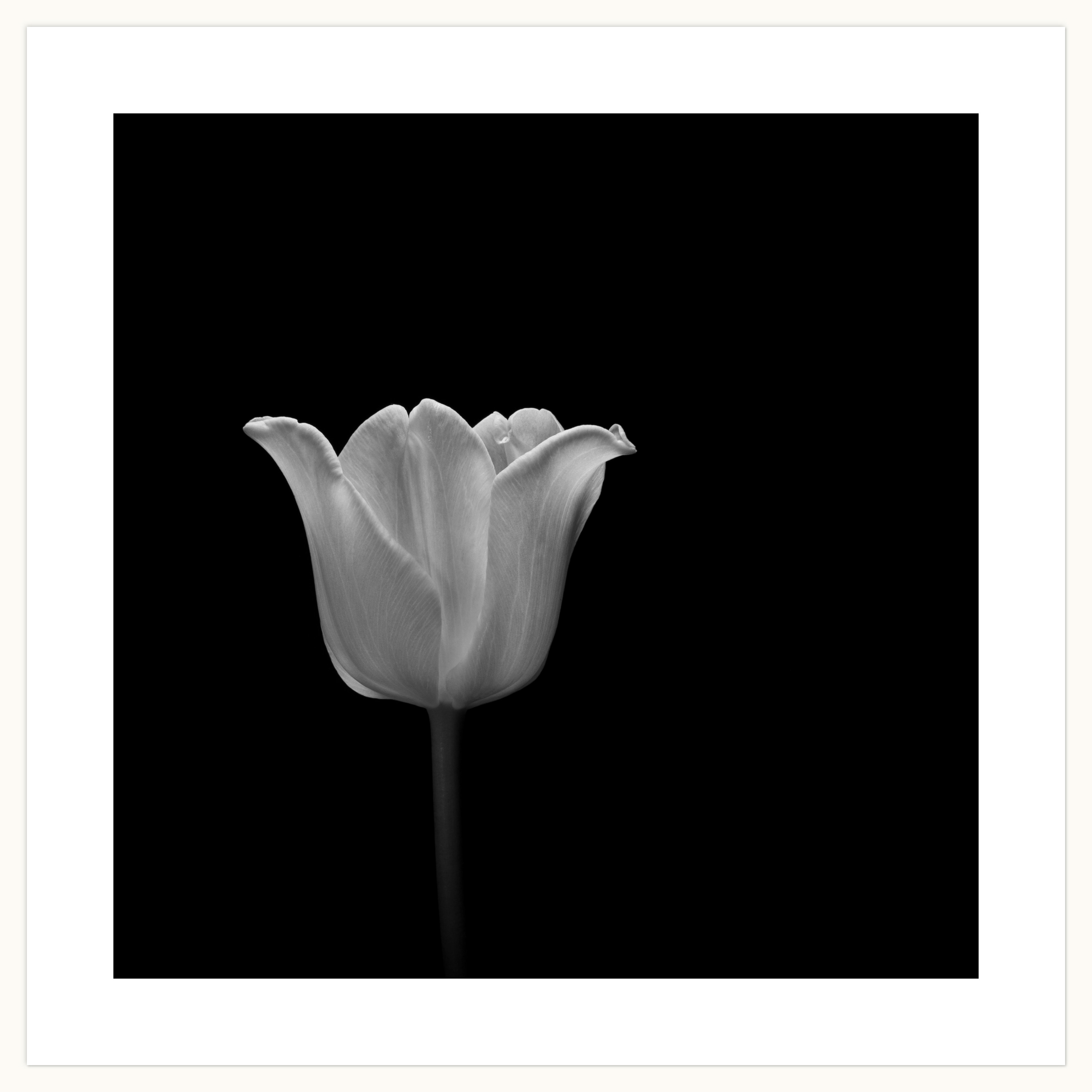 Tulip V