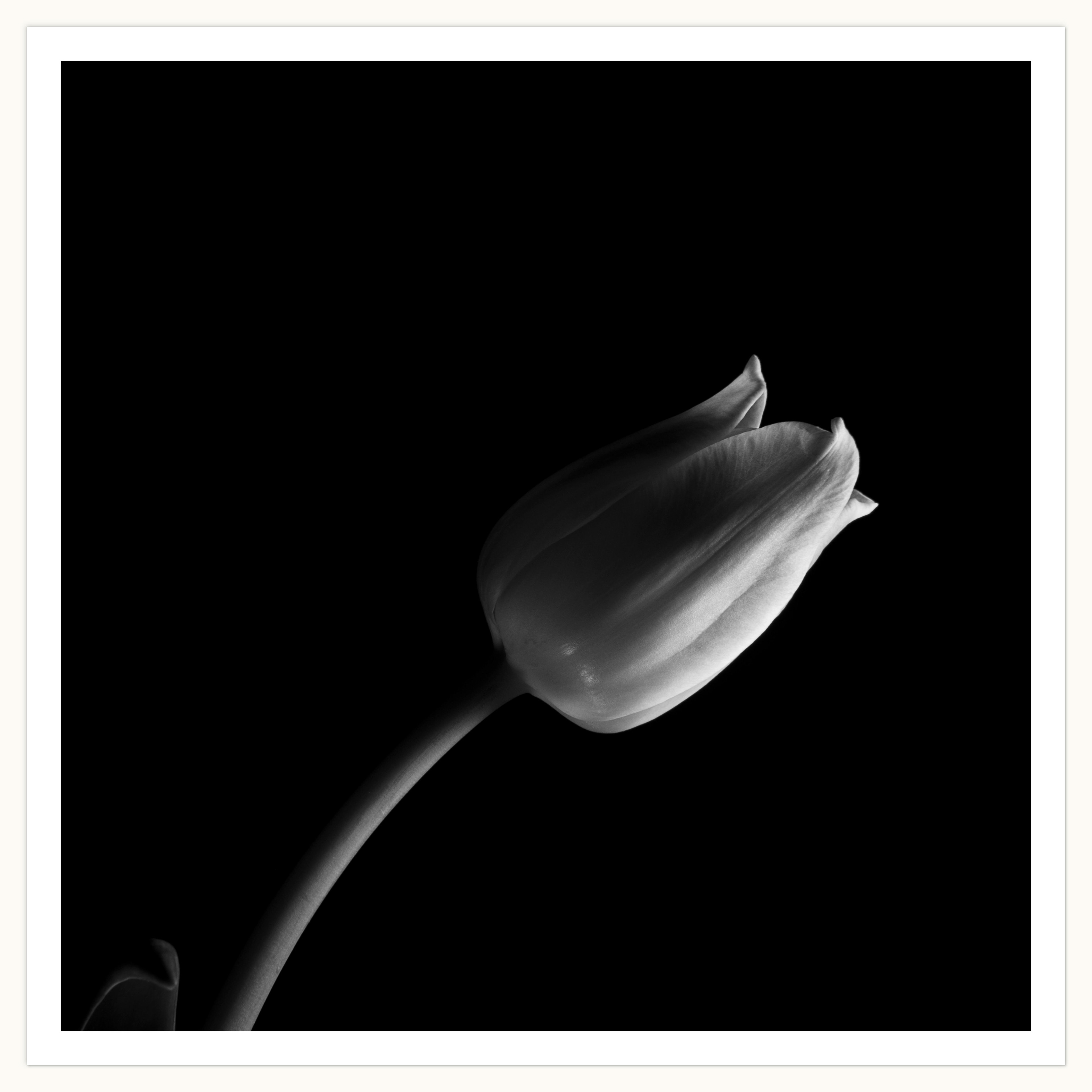 Tulip I