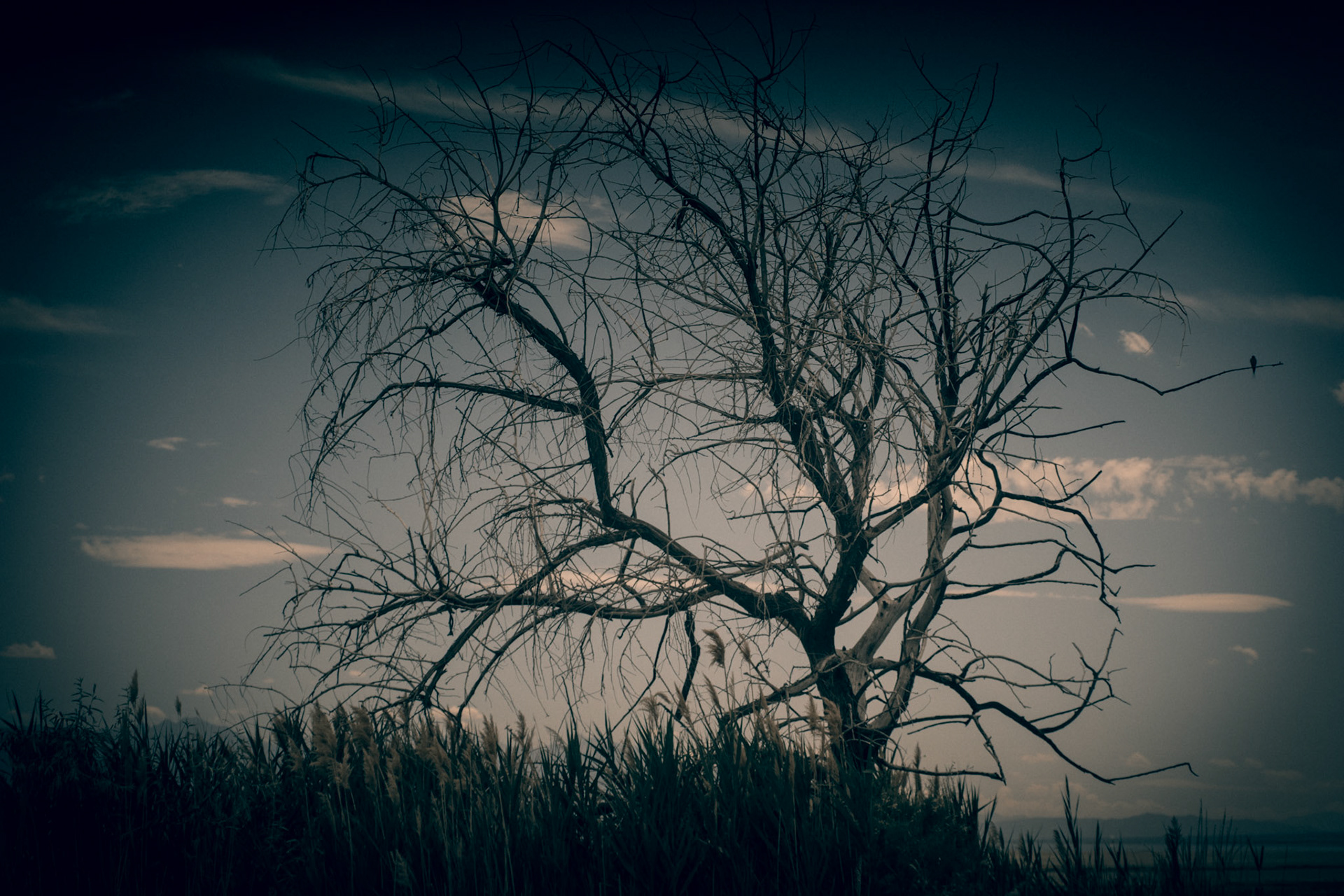 Antelope Island V, 2016