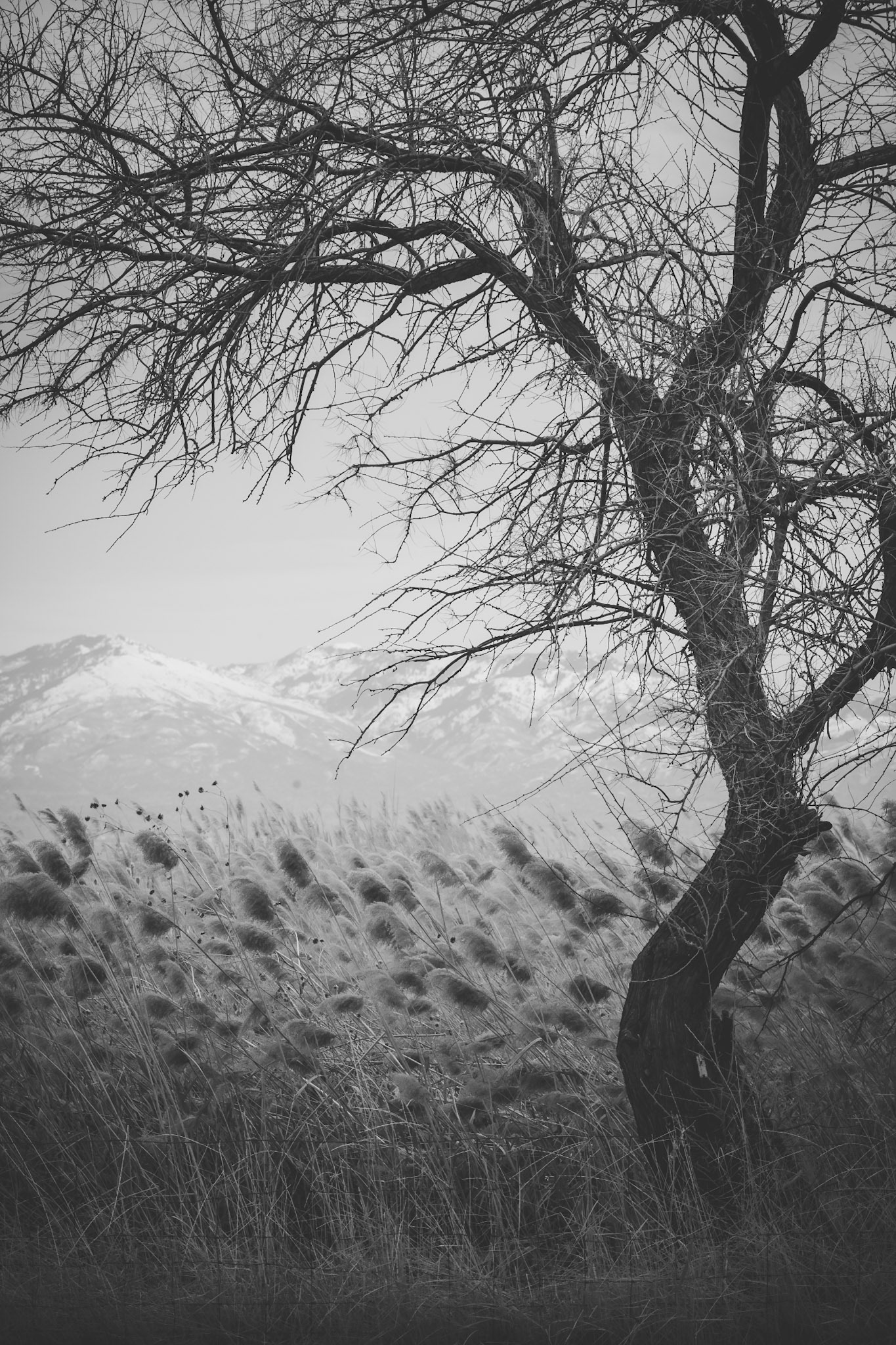 Antelope Island I, 2009