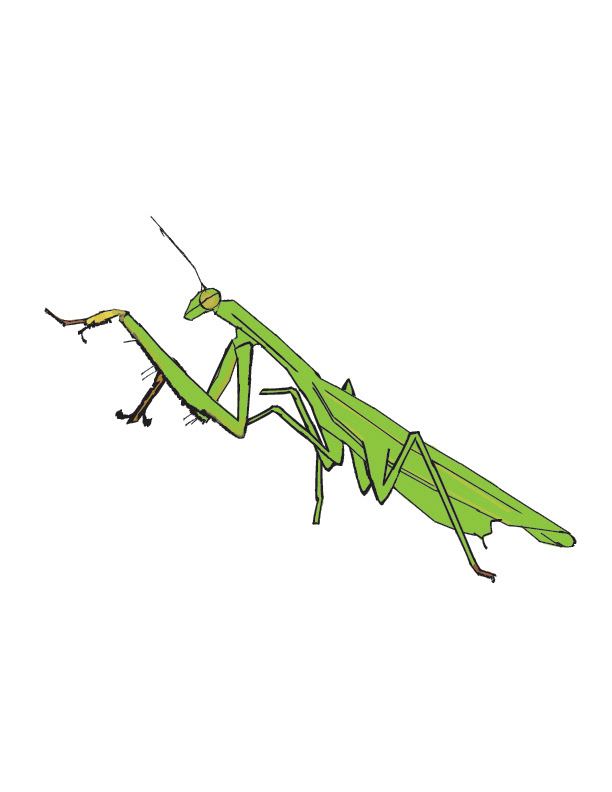 Praying Mantis