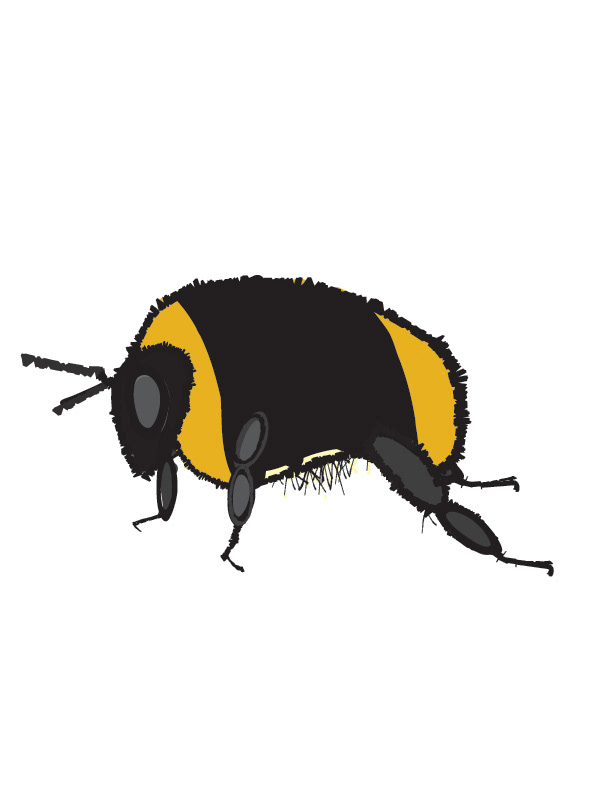 Bumble Bee