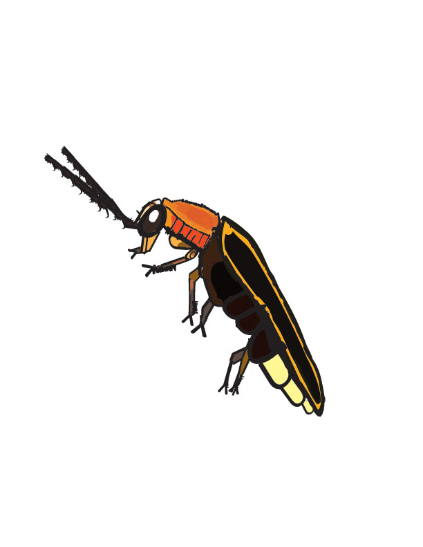 Lightning Bug