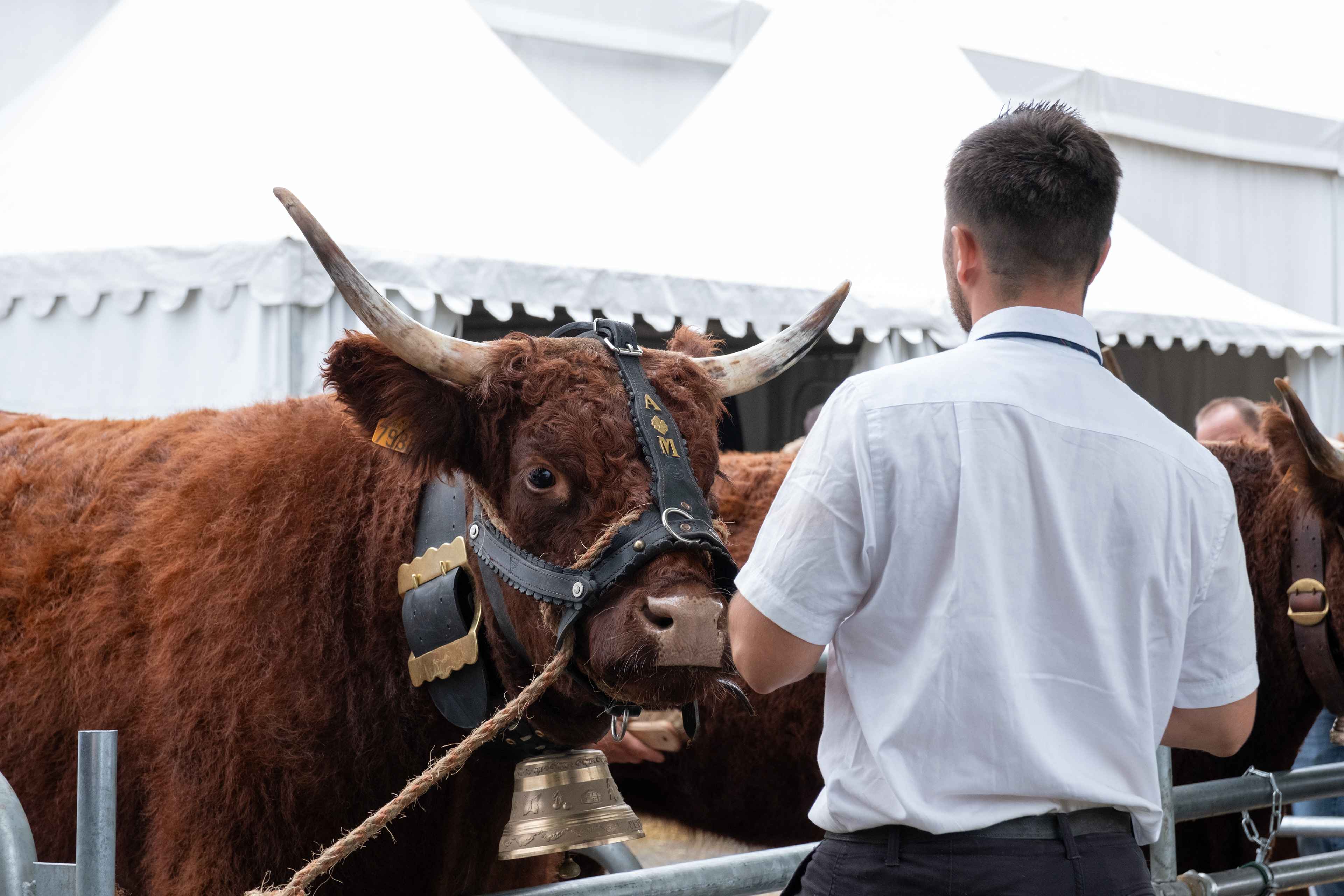 © All rights reserved, Annabelle Hamil 2026