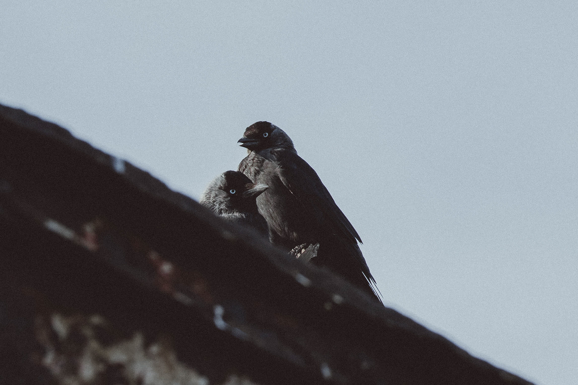         © 2026 Annabelle Hamil All rights reserved