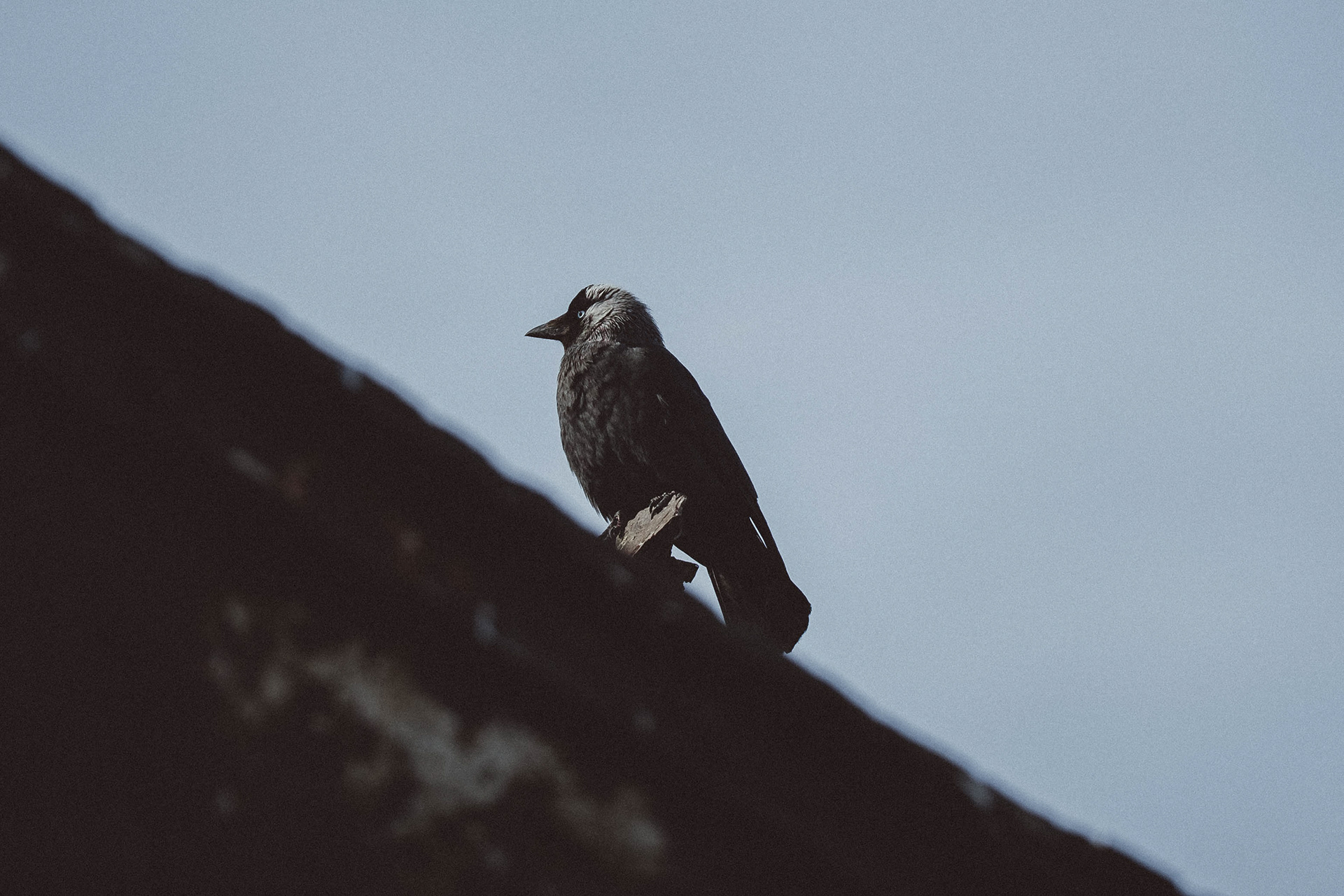         © 2026 Annabelle Hamil All rights reserved