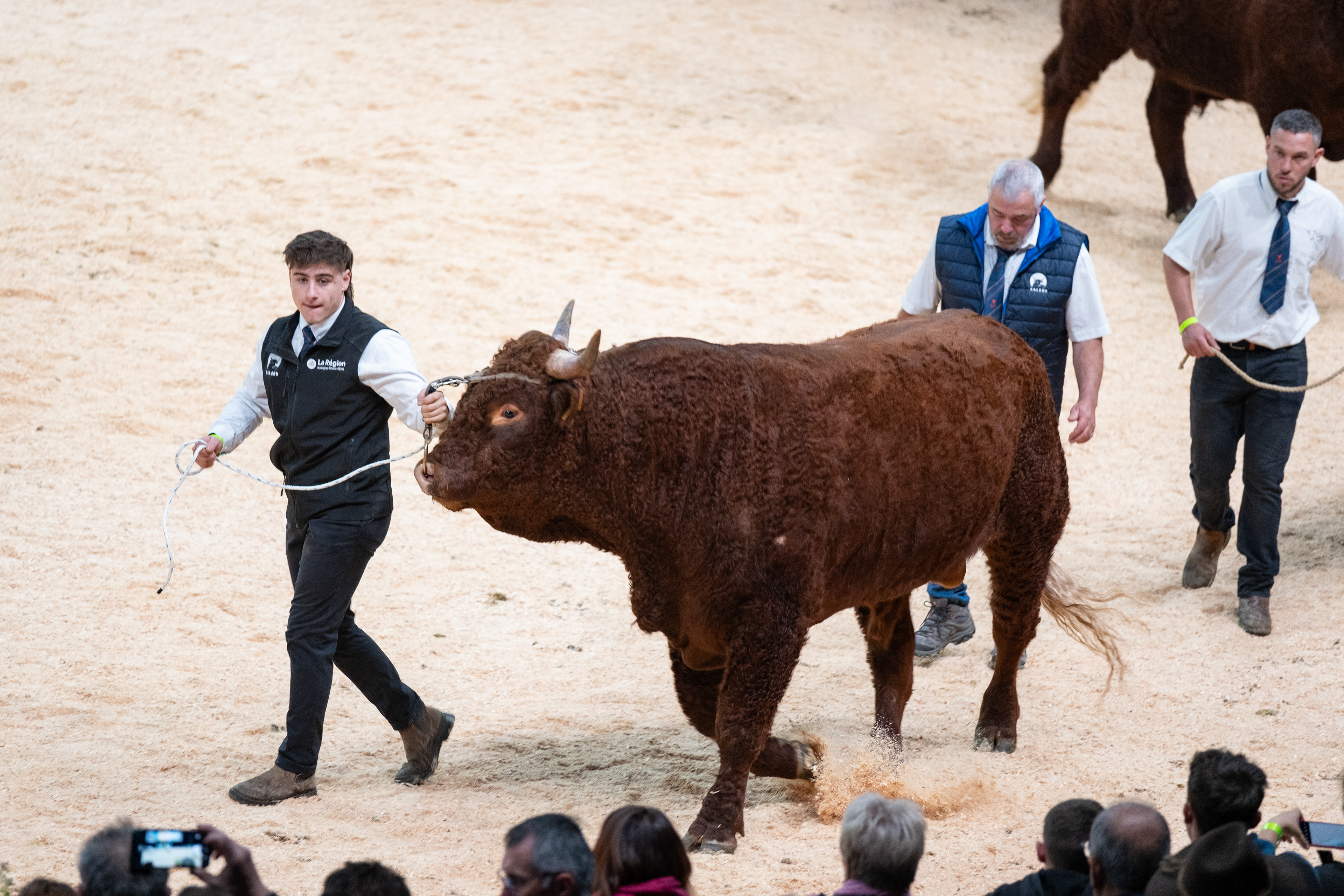 © All rights reserved, Annabelle Hamil 2026