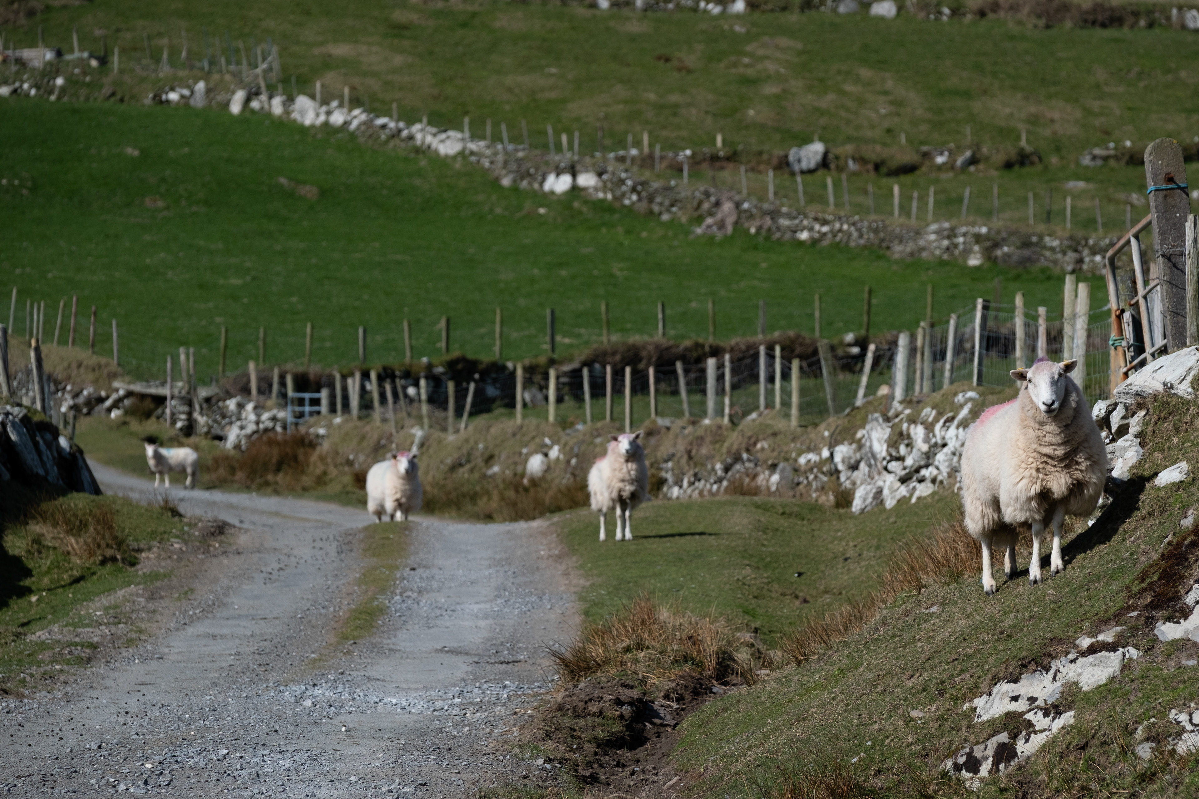 © All rights reserved, Annabelle Hamil 2025