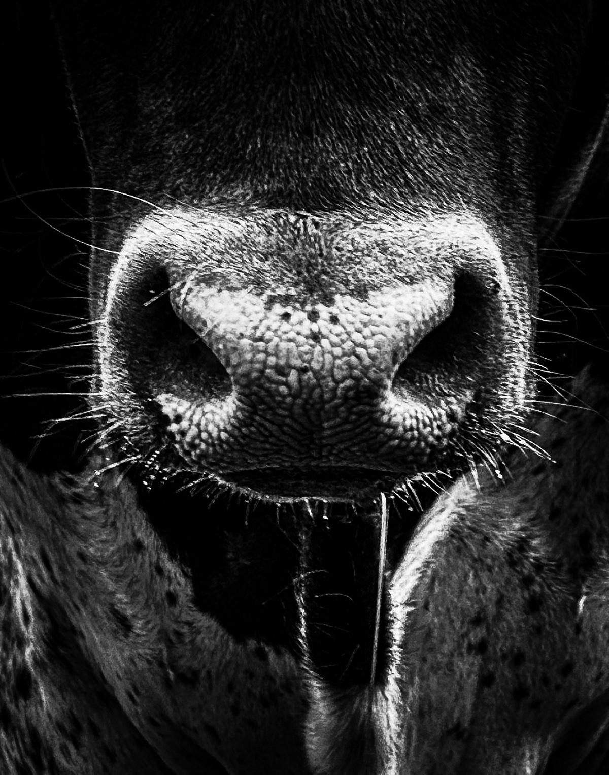 From the Bullsnot Collection