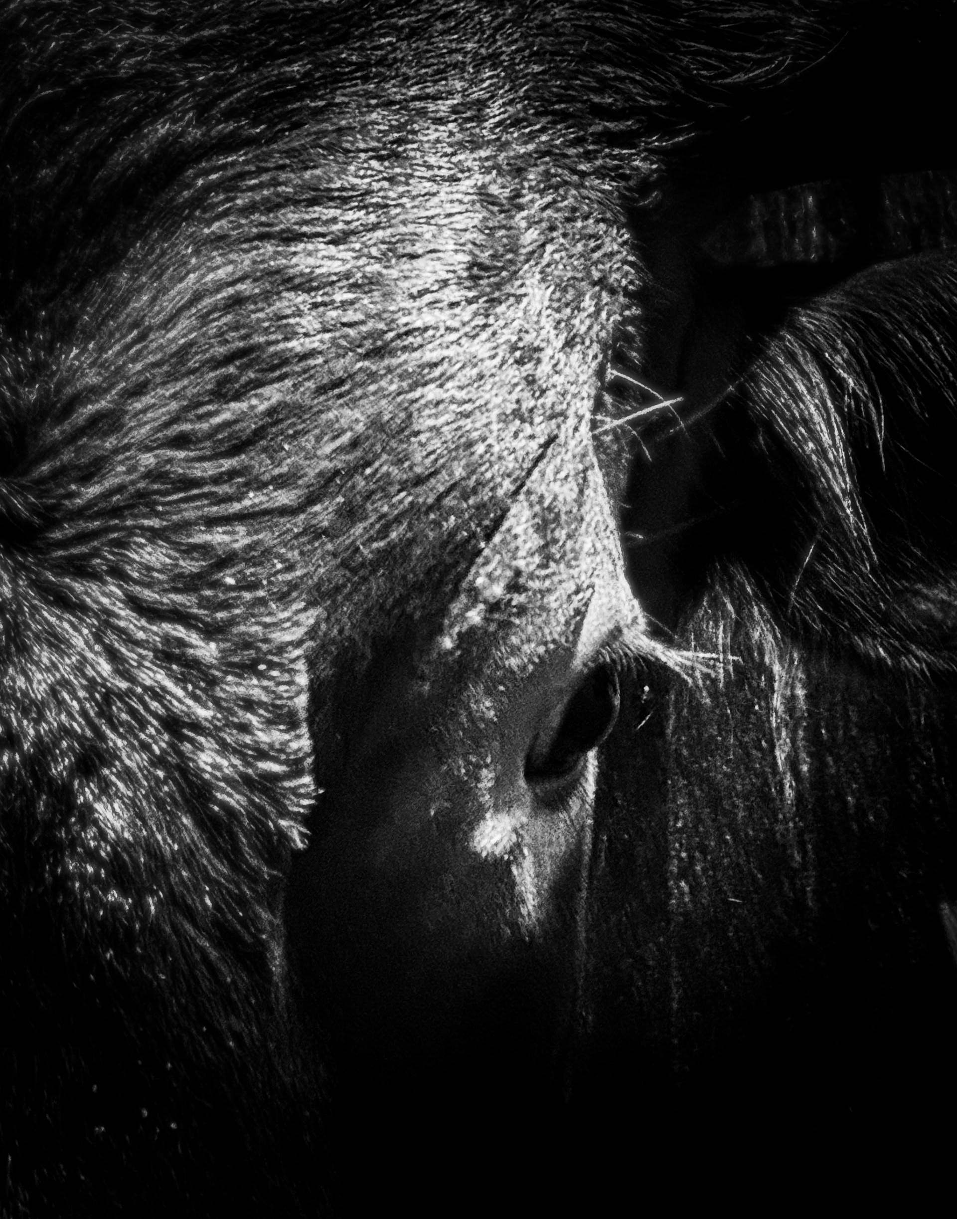 From the Bullsnot Collection