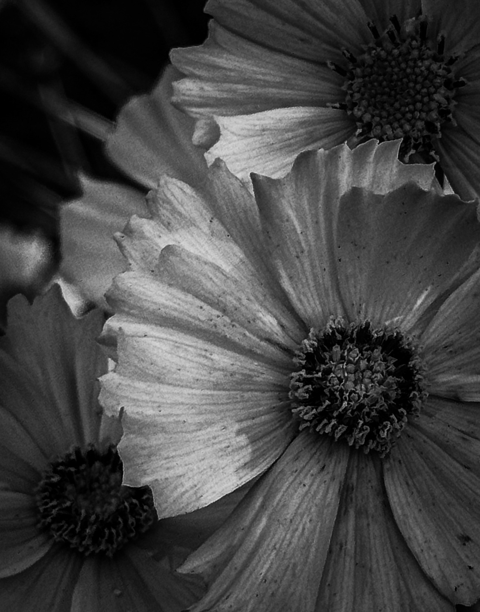Wildflowers 6
