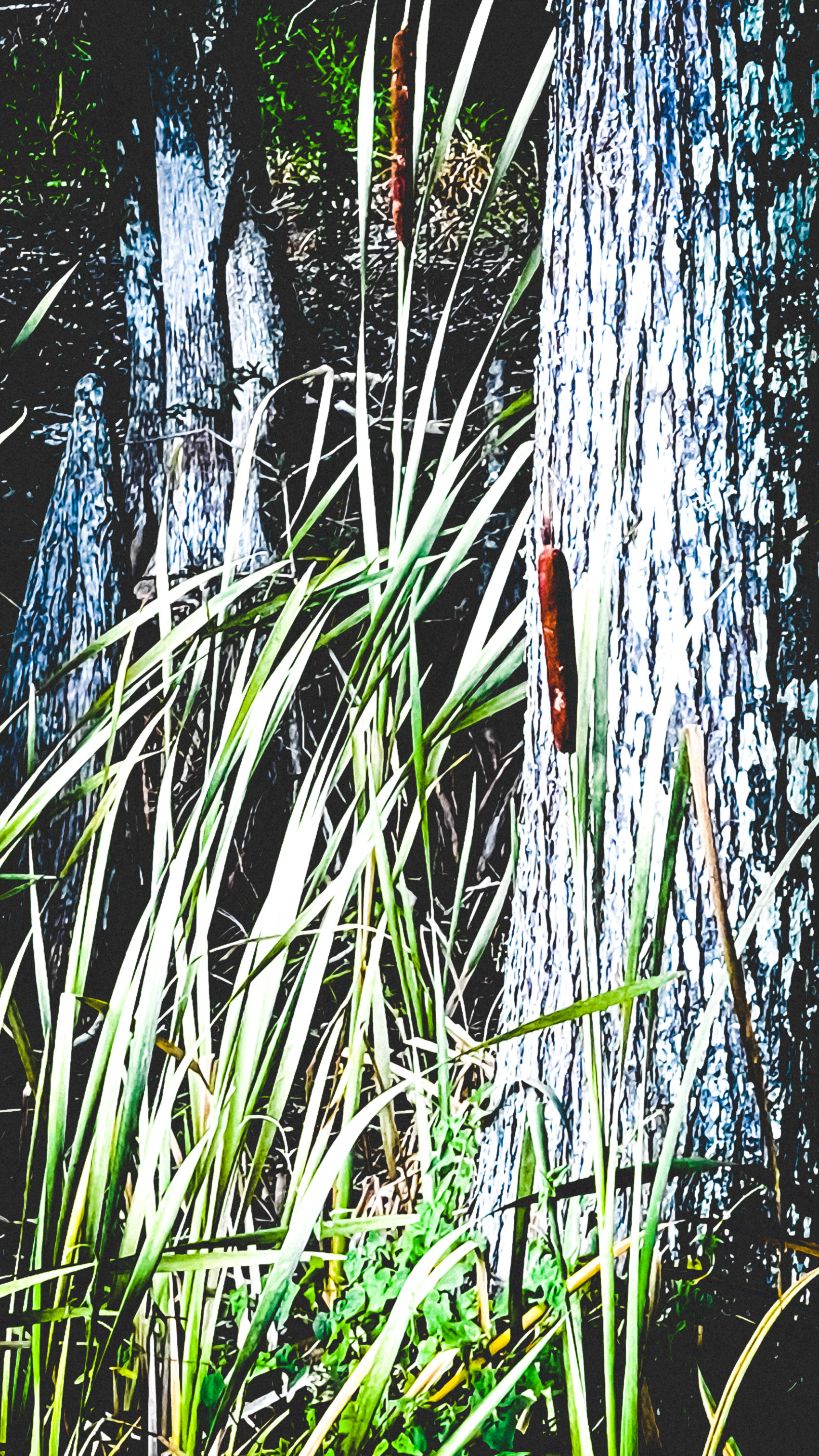 Cattails