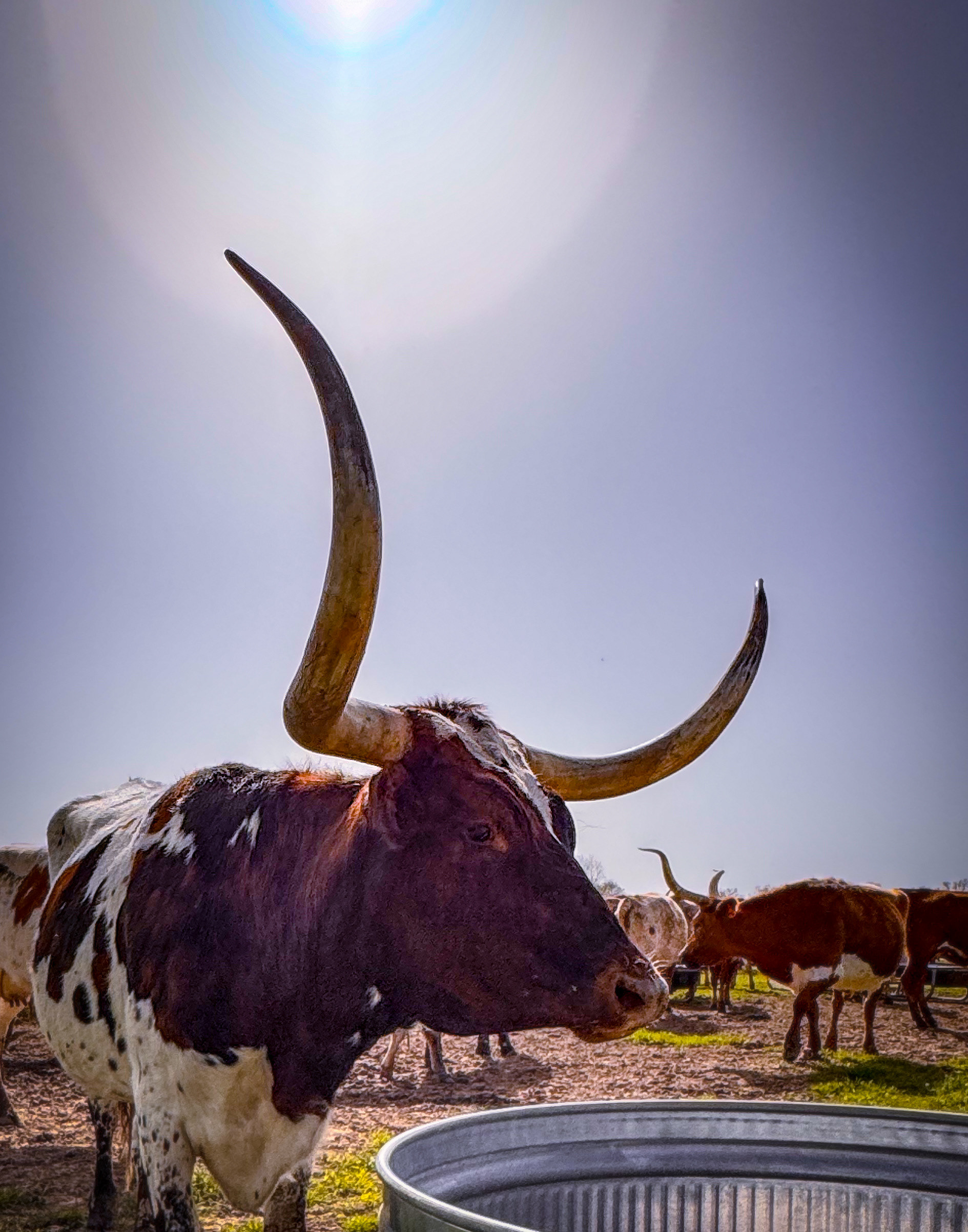 Longhorn