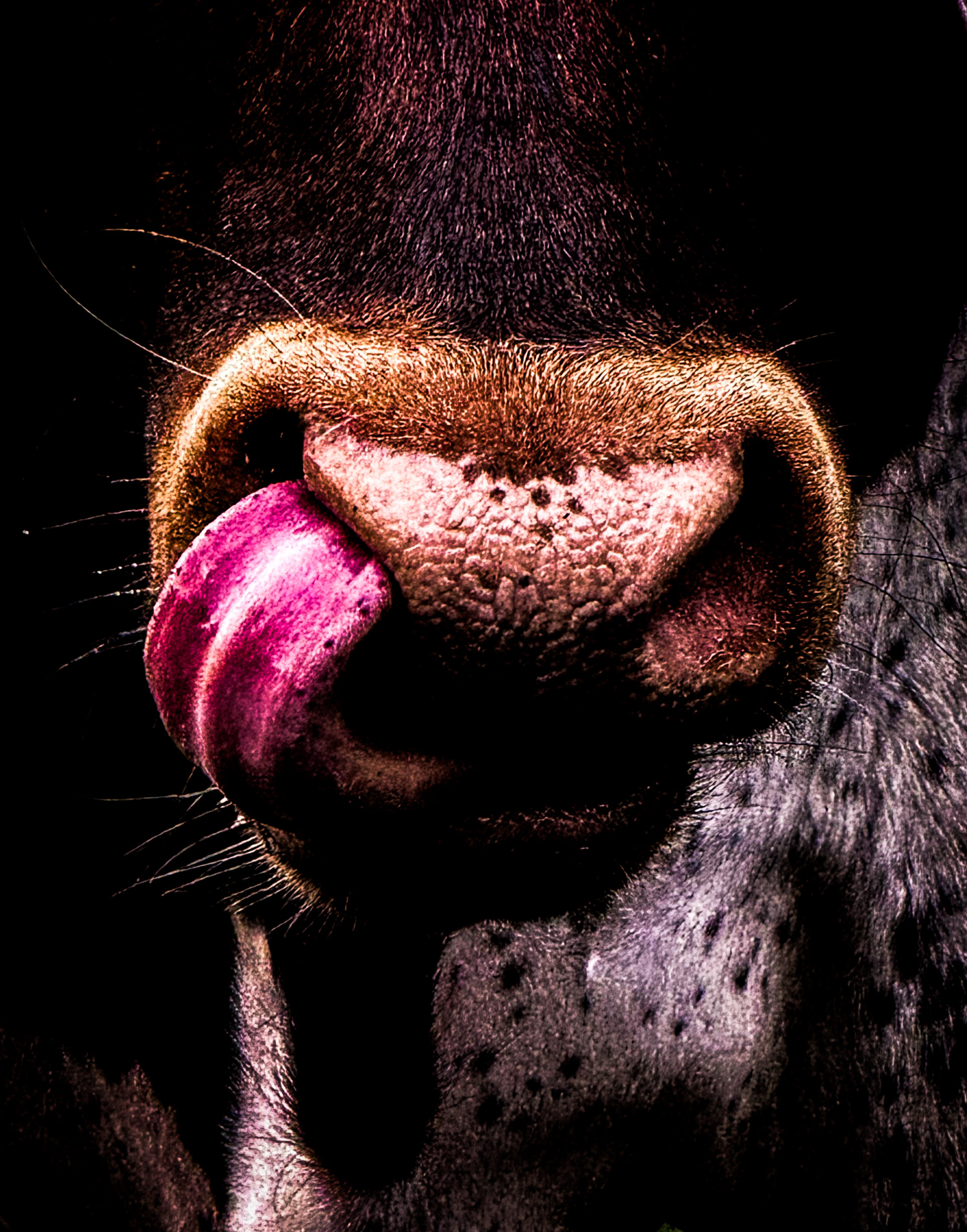 From the Bullsnot Collection