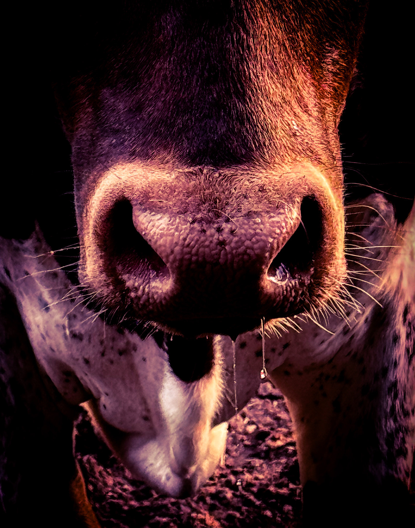 From the Bullsnot Collection