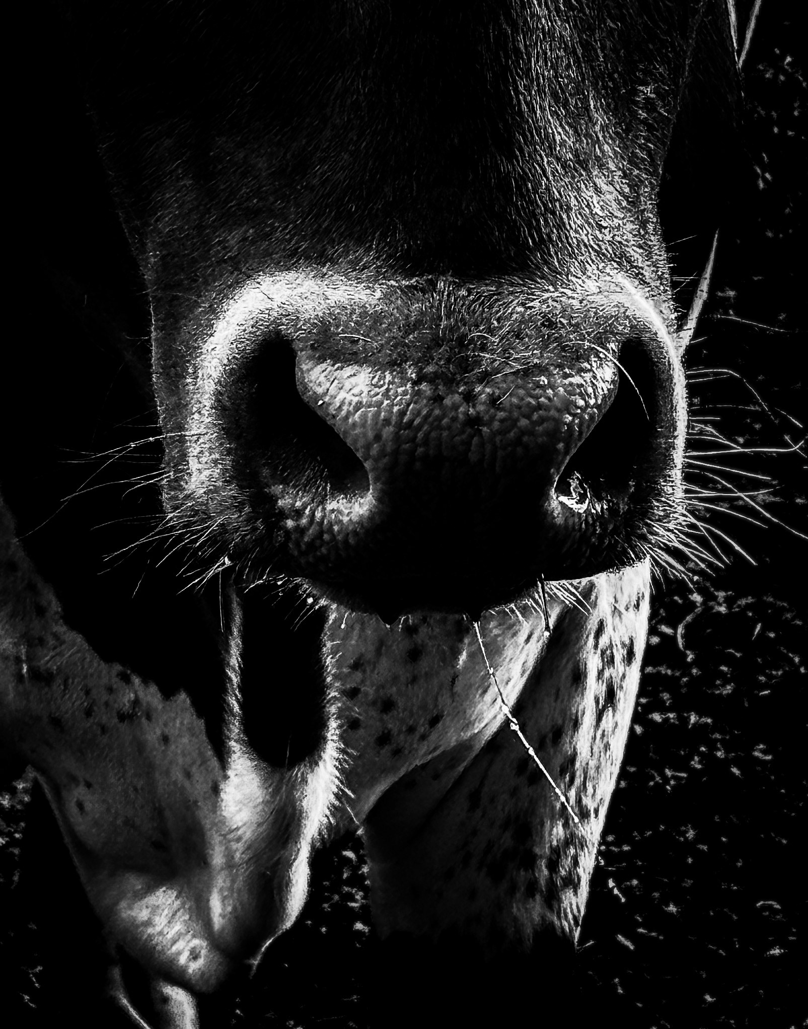 From the Bullsnot Collection