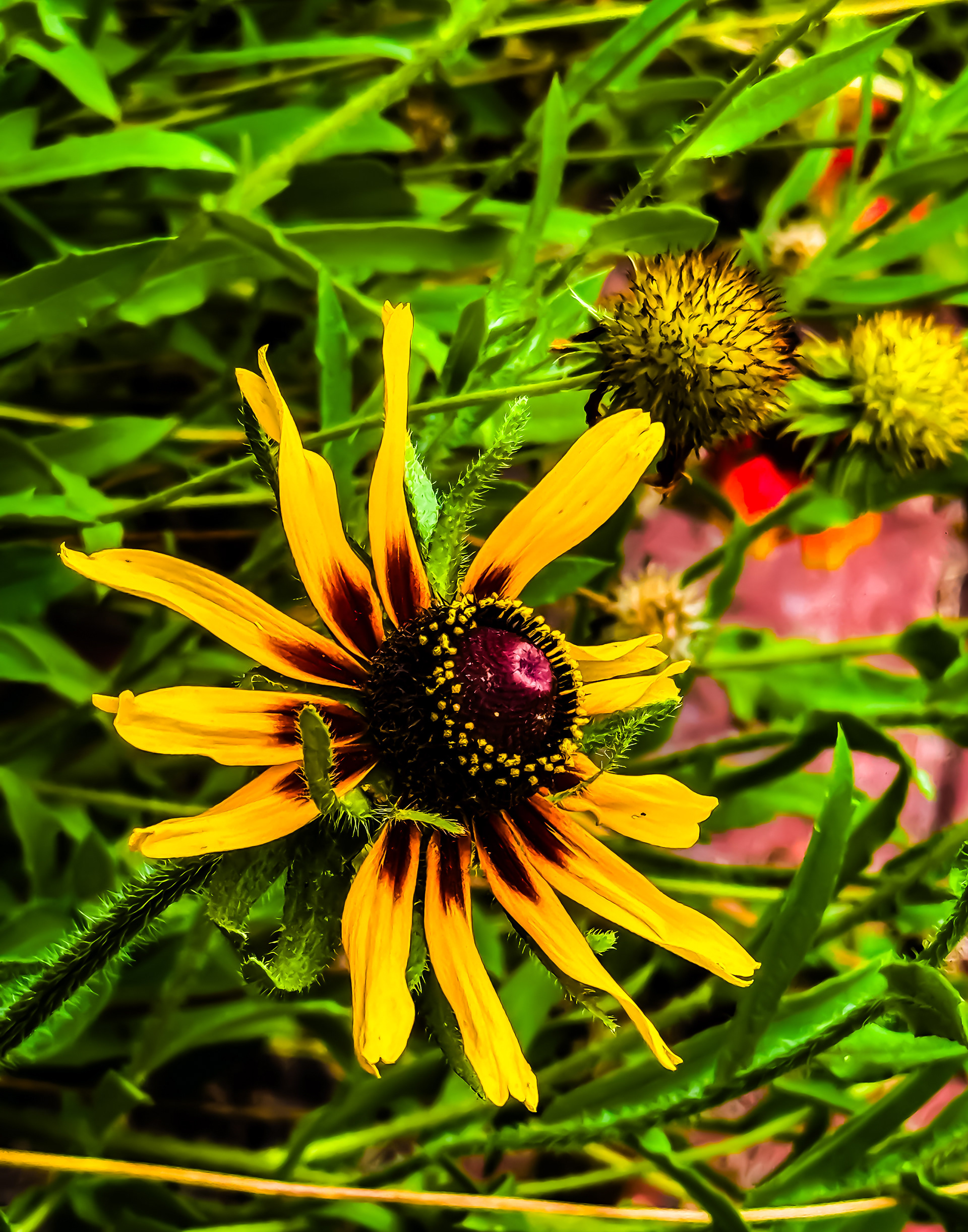 Wildflowers 1