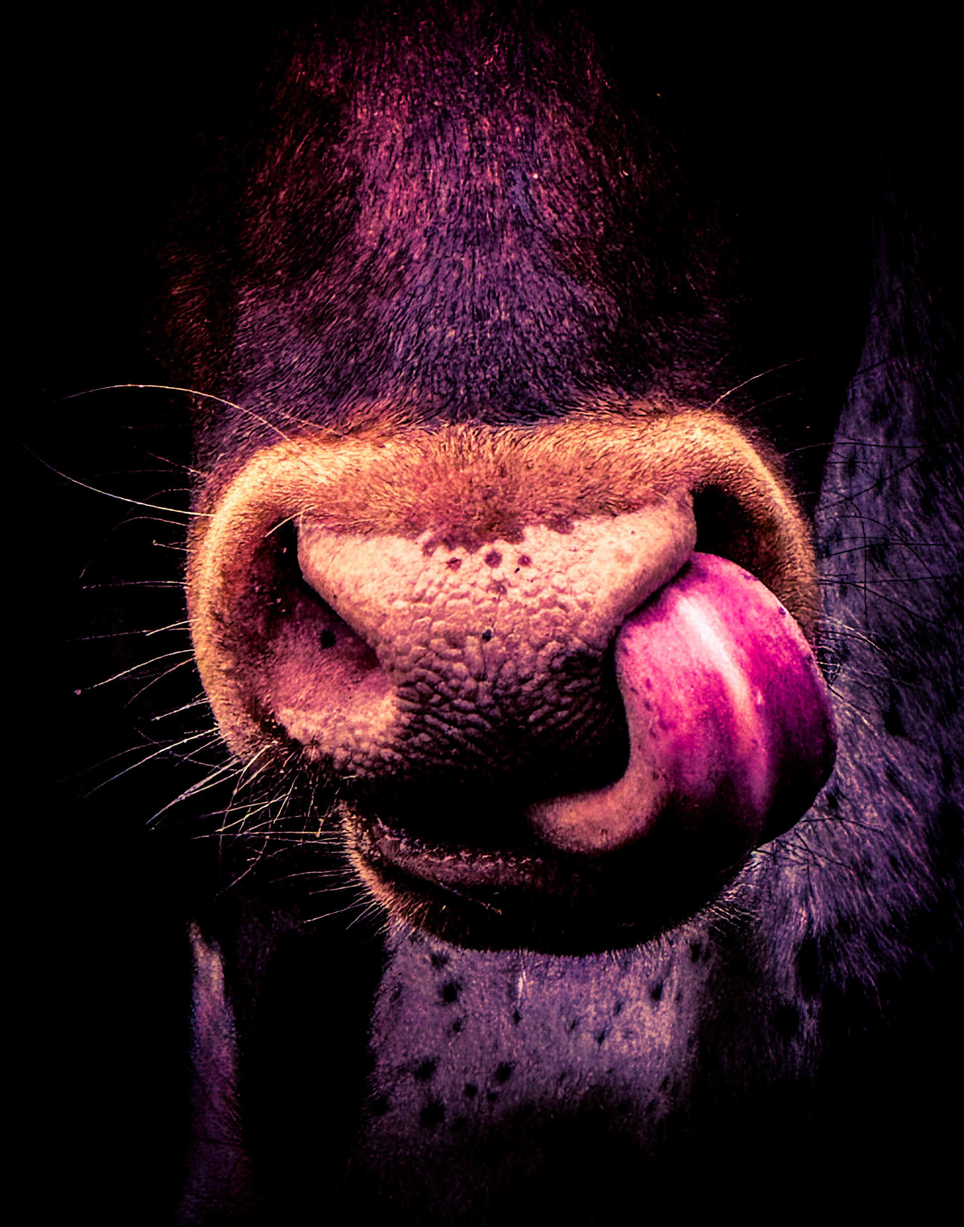 From the Bullsnot Collection