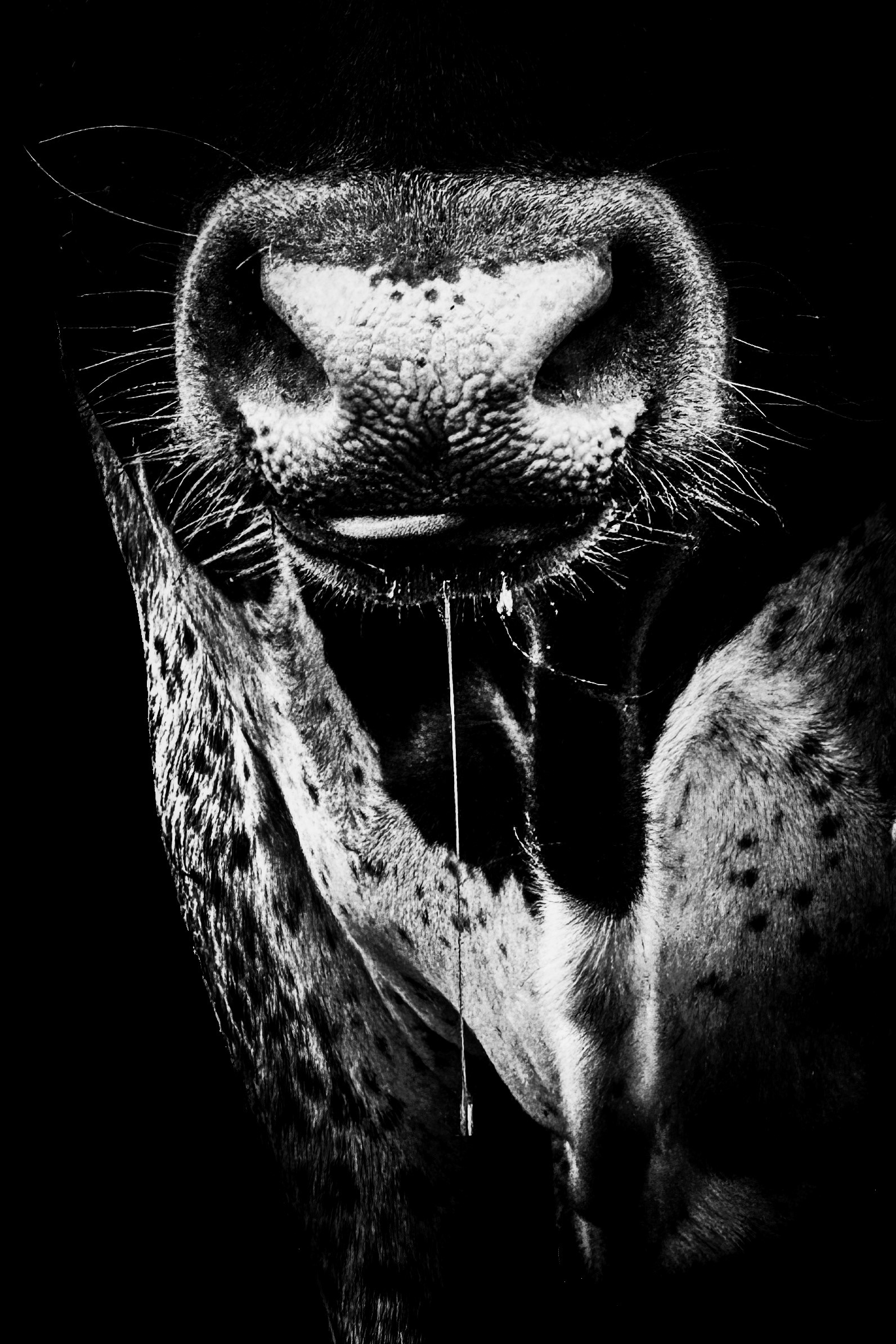 From the Bullsnot Collection