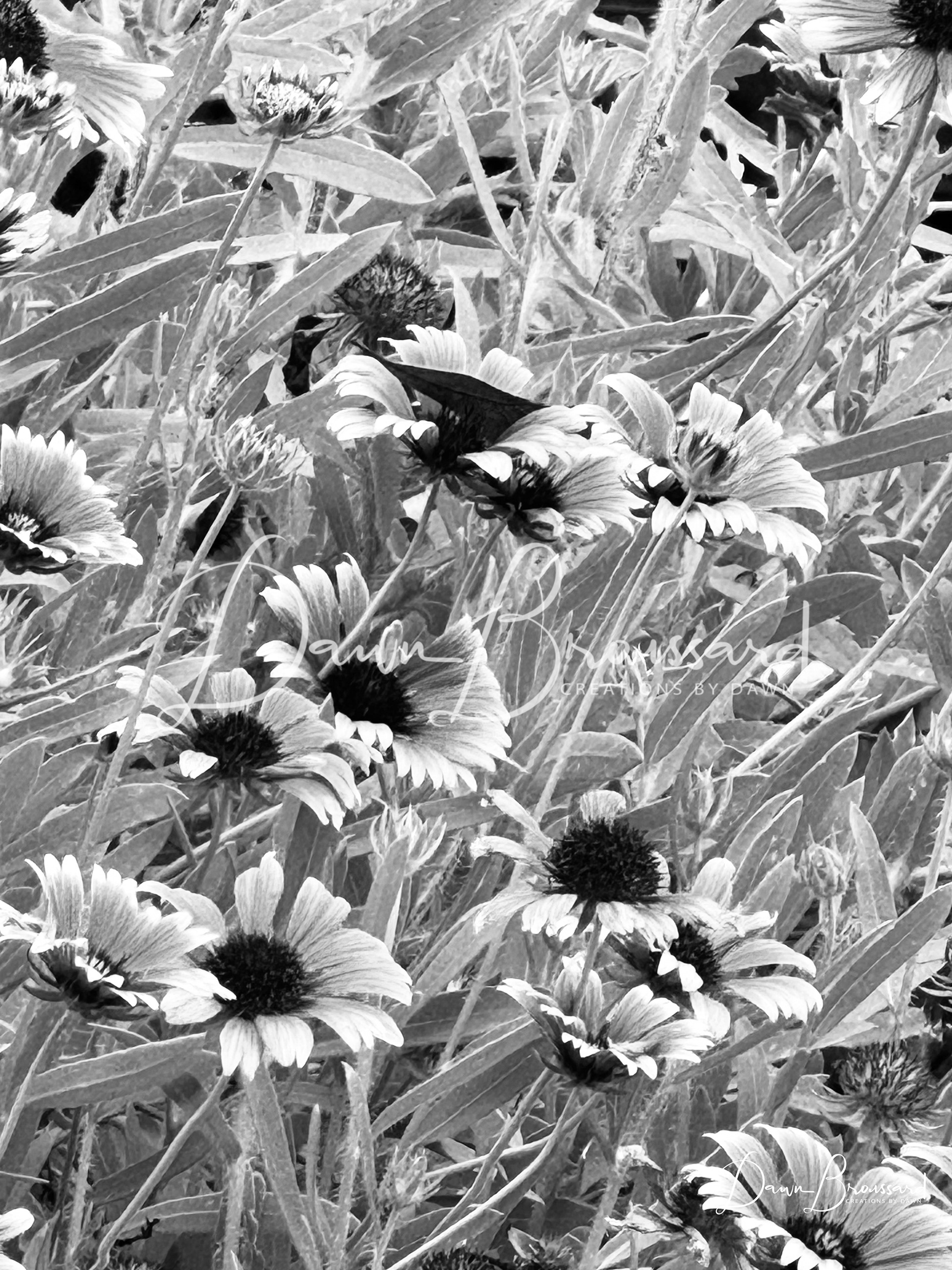 Wildflowers 2