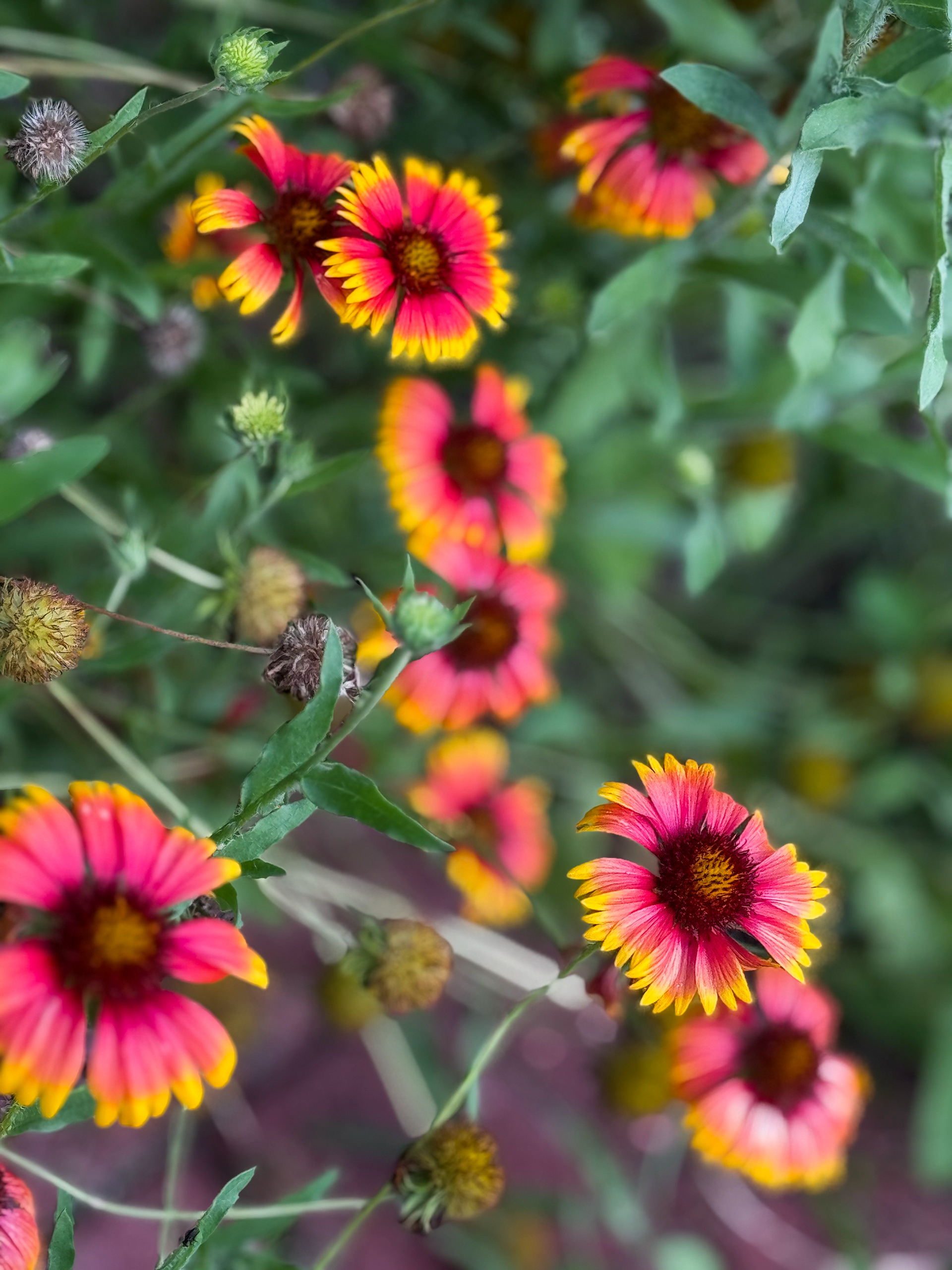 Wildflowers 4