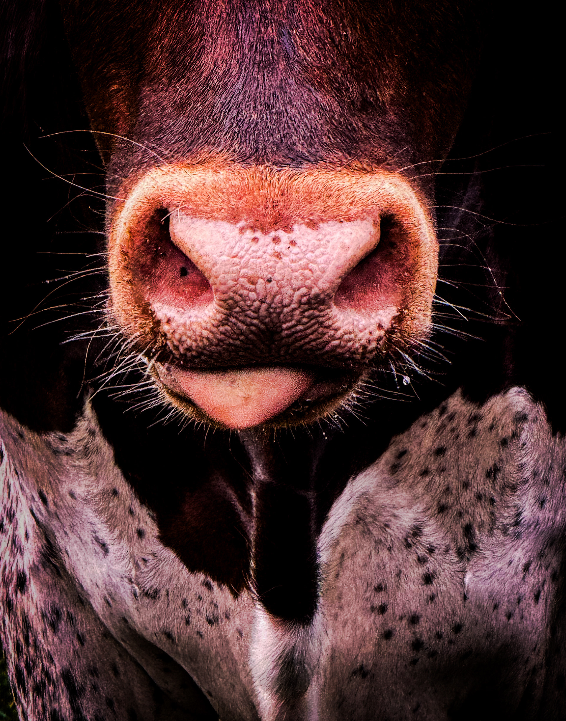 From the Bullsnot Collection