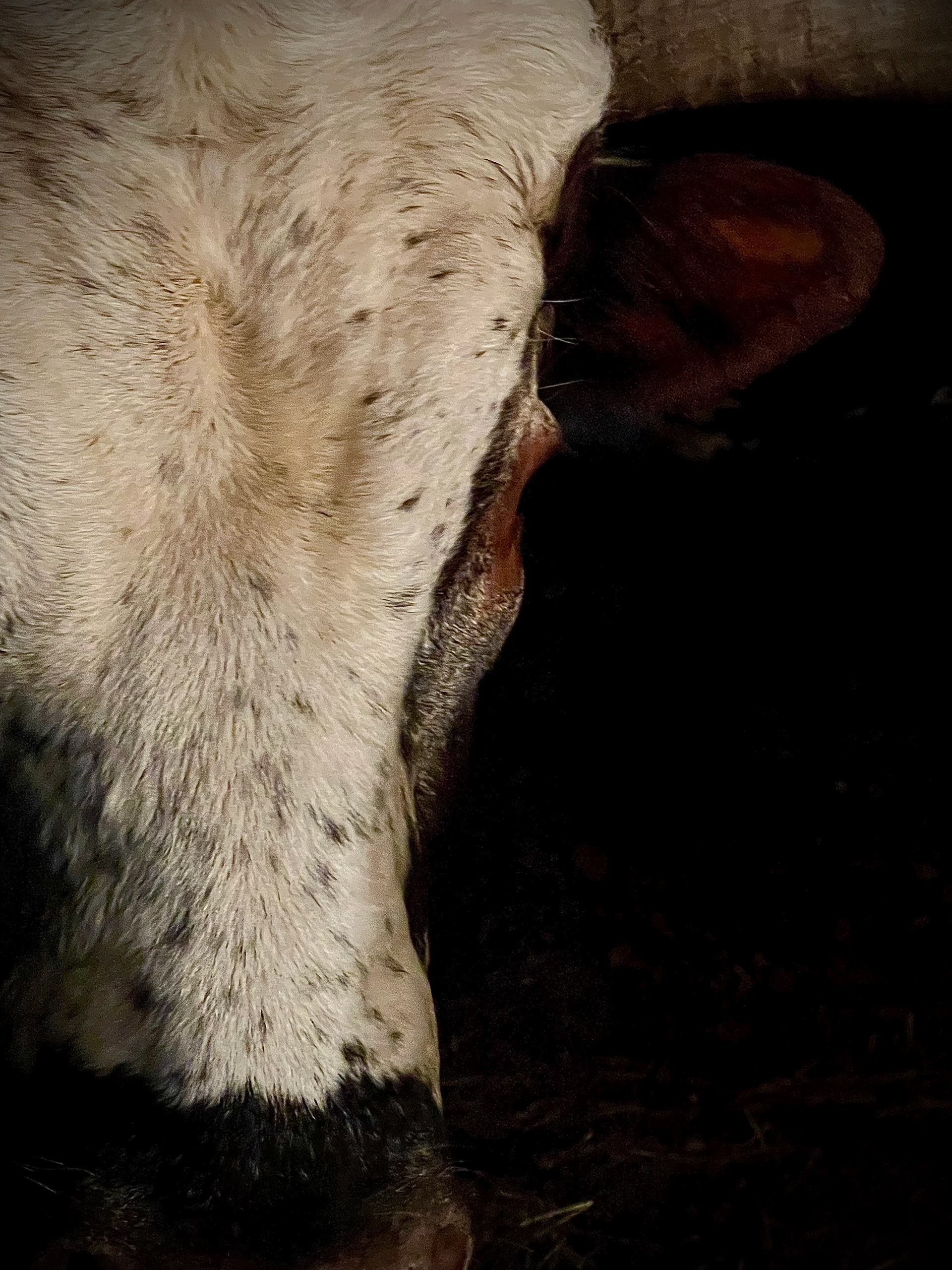 Bull