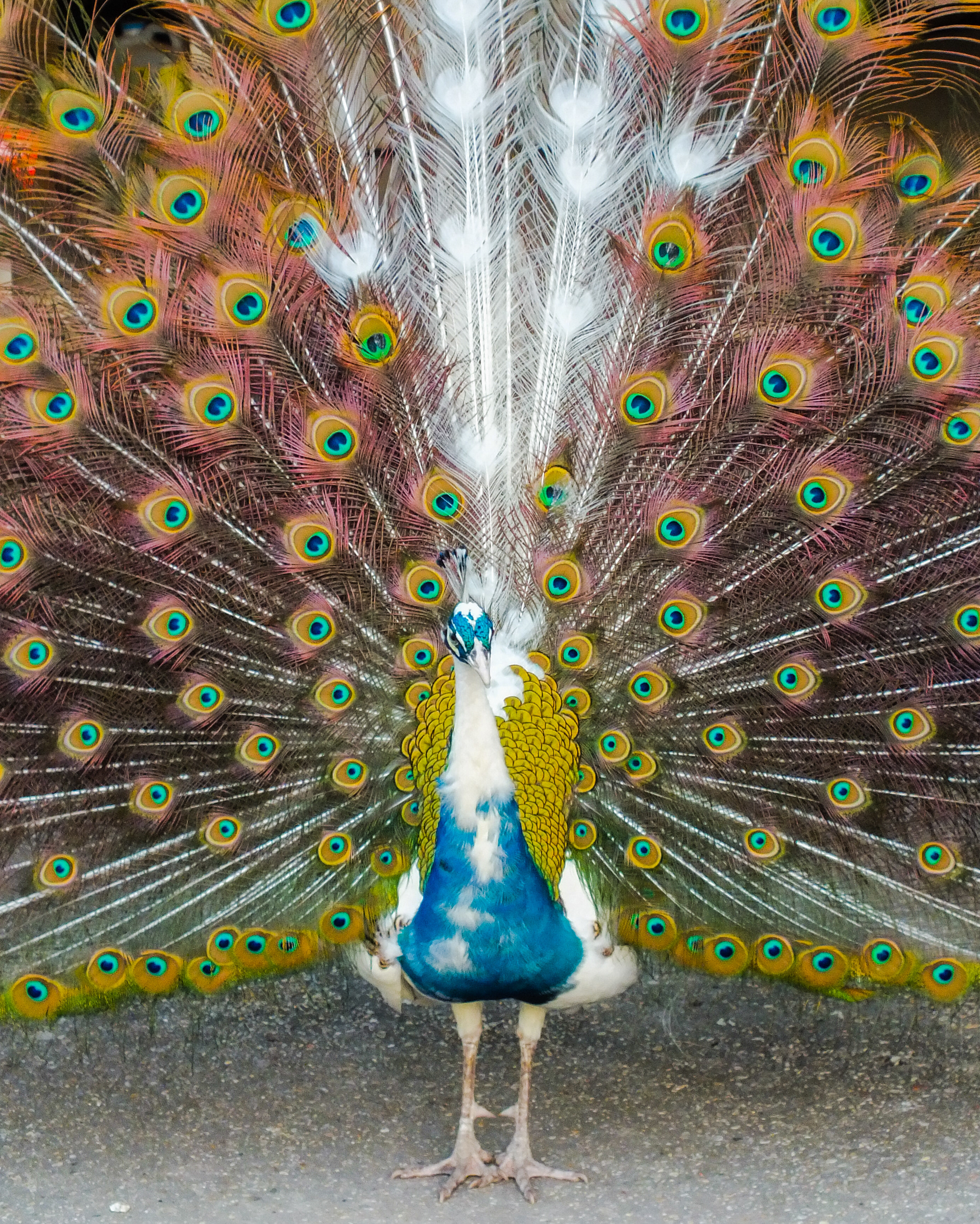 Peacock