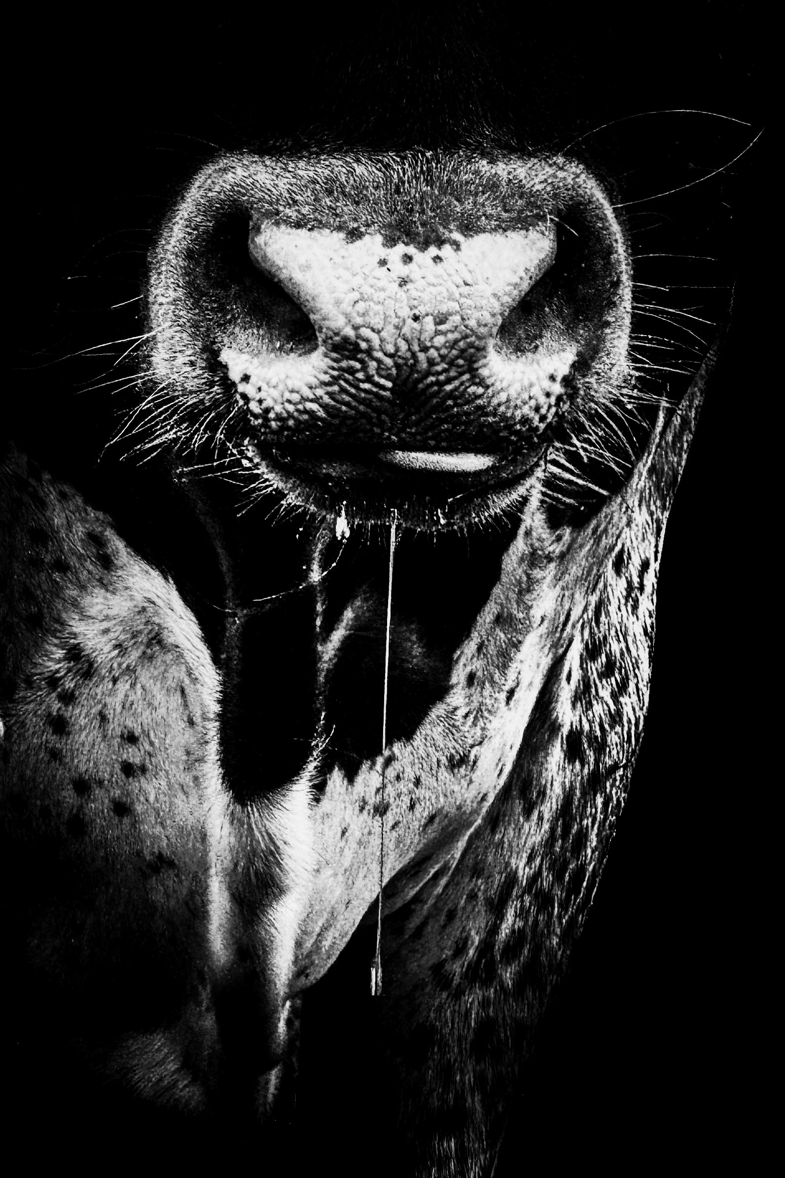 From the Bullsnot Collection