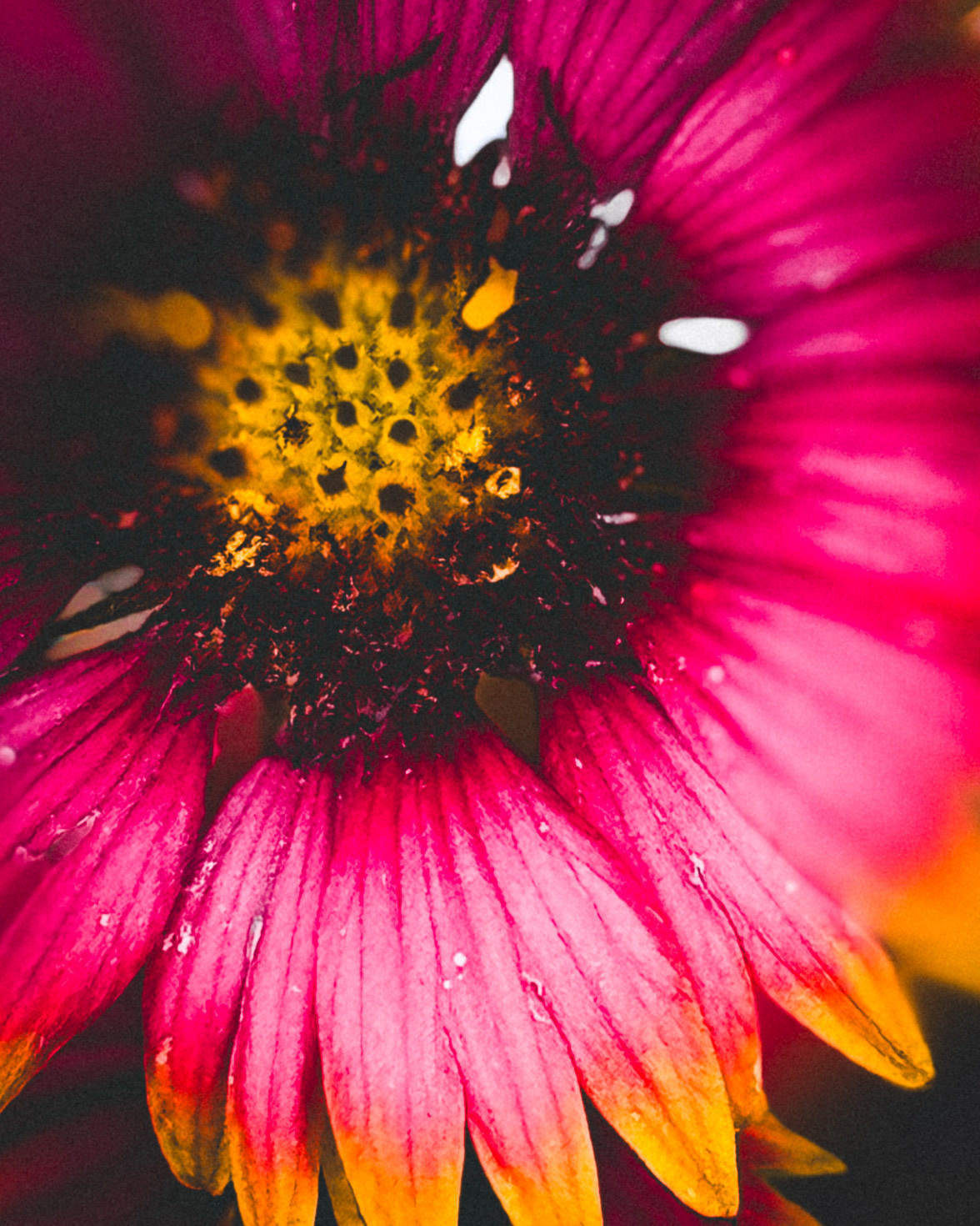 Wildflowers 7