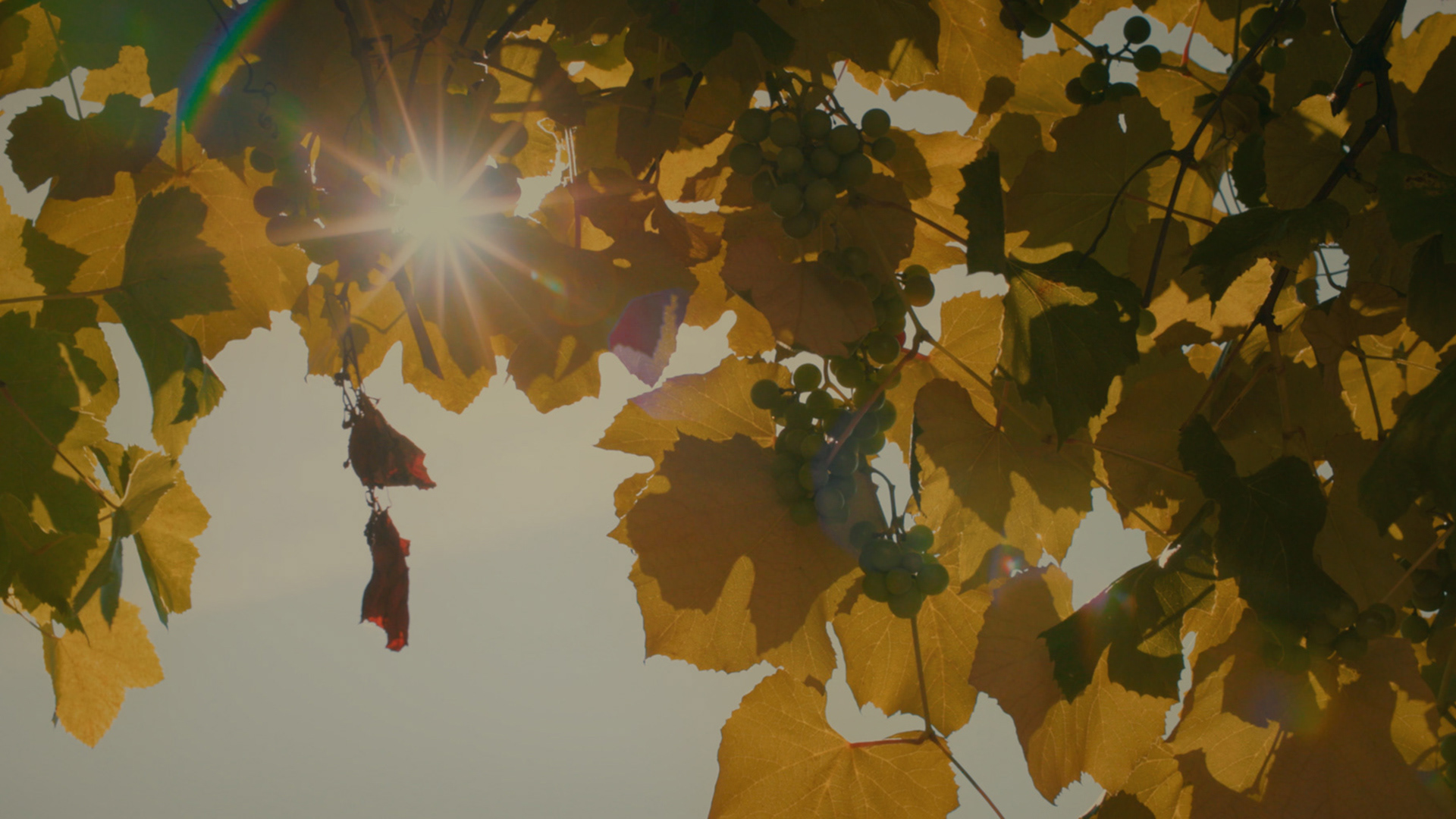 Wine Express Ltd. – education series on wine tasting.