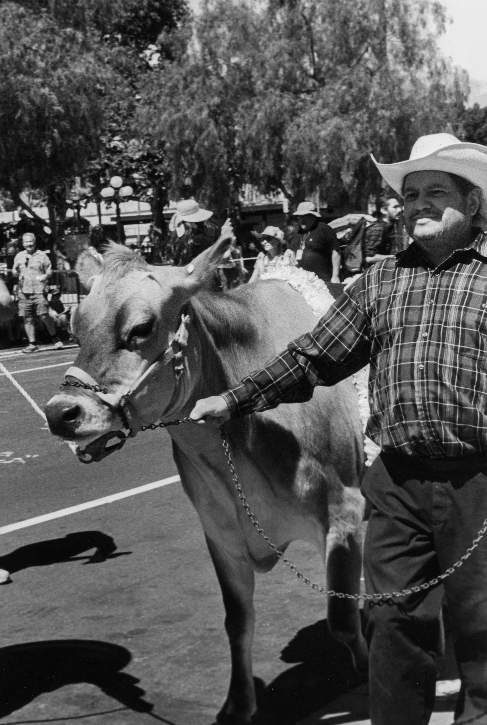 La Vaca