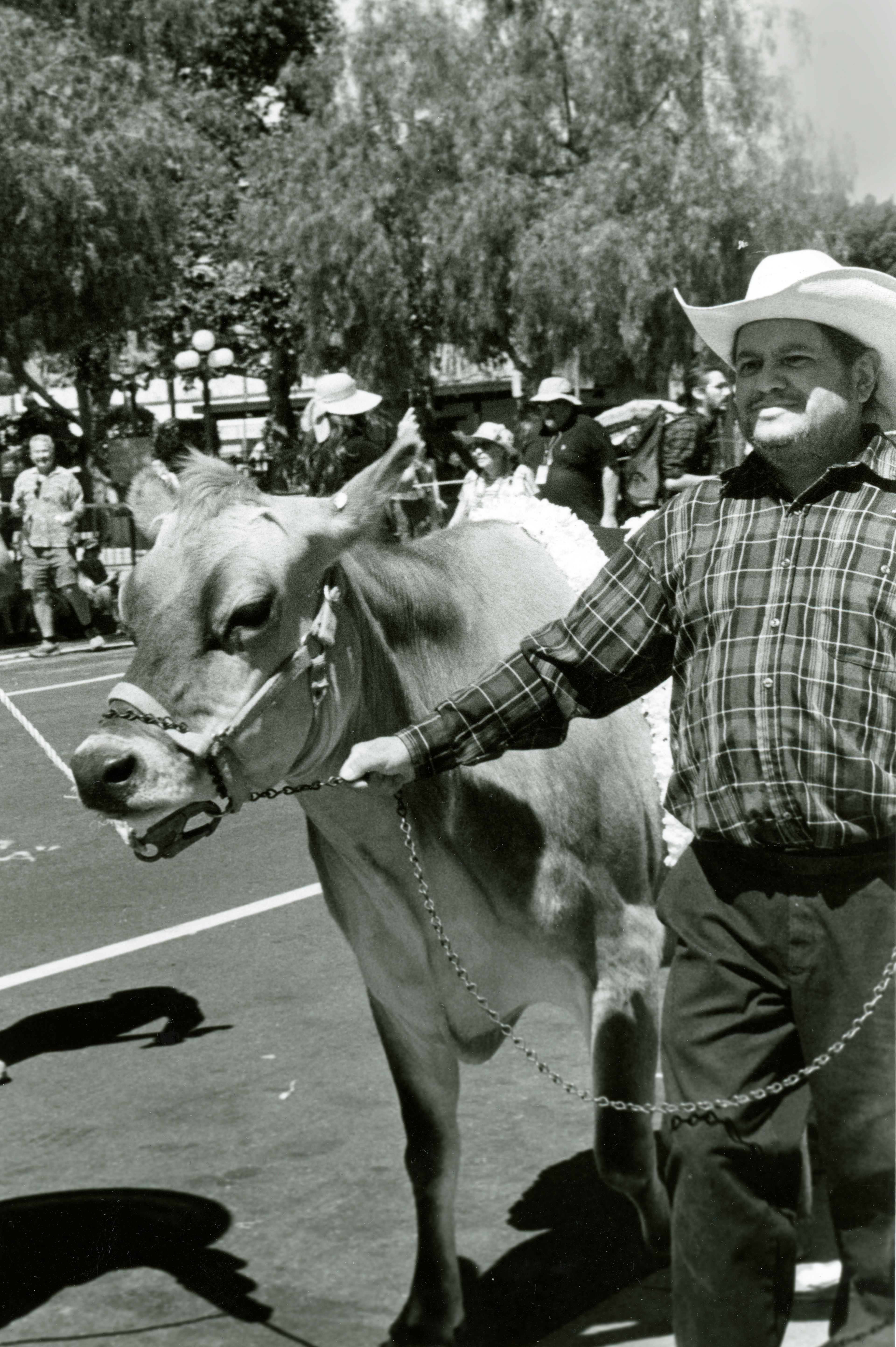La Vaca