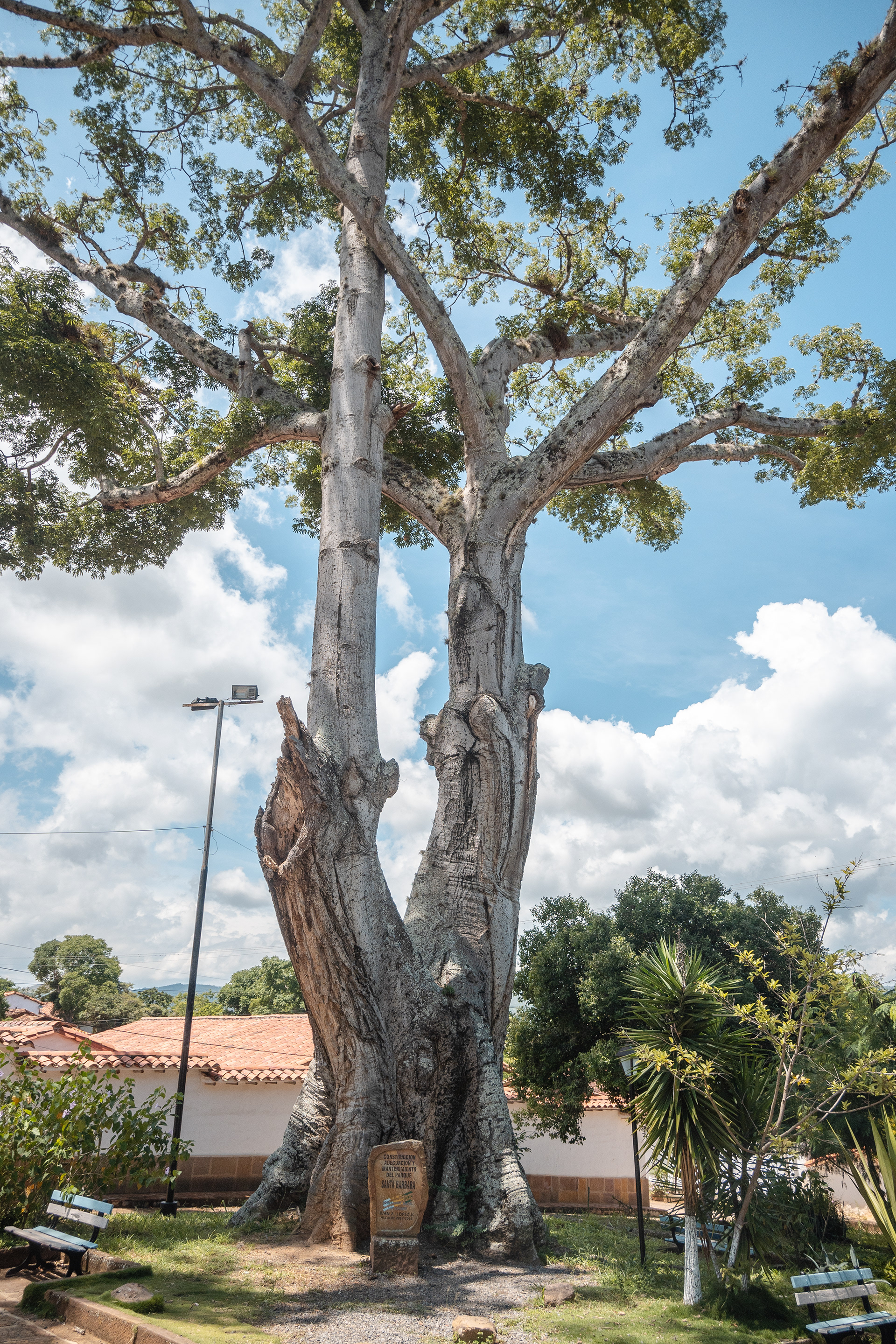 Ceiba en Barichara