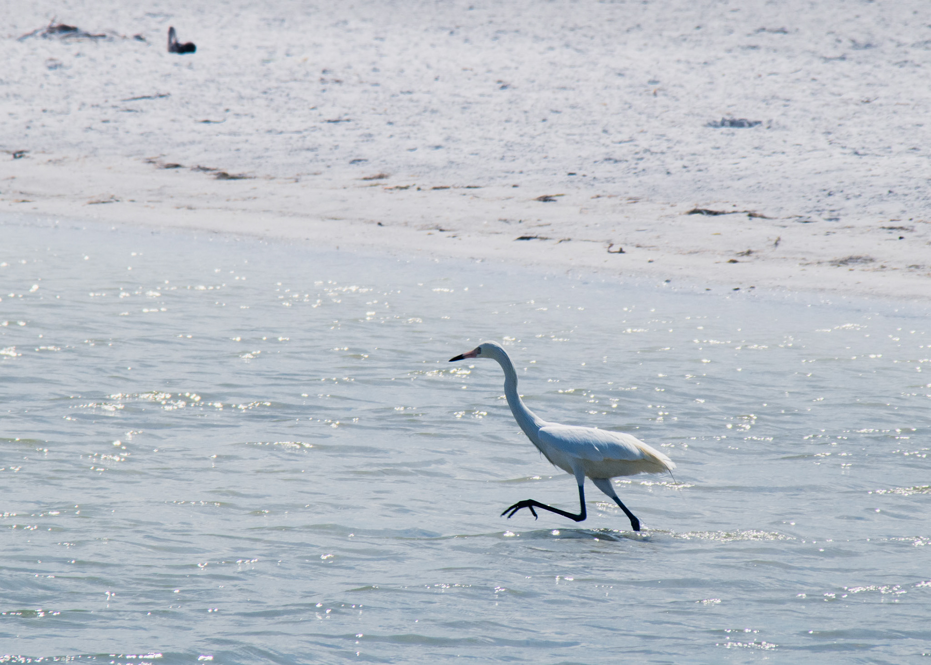 St. Petersburg, FL - March 2025