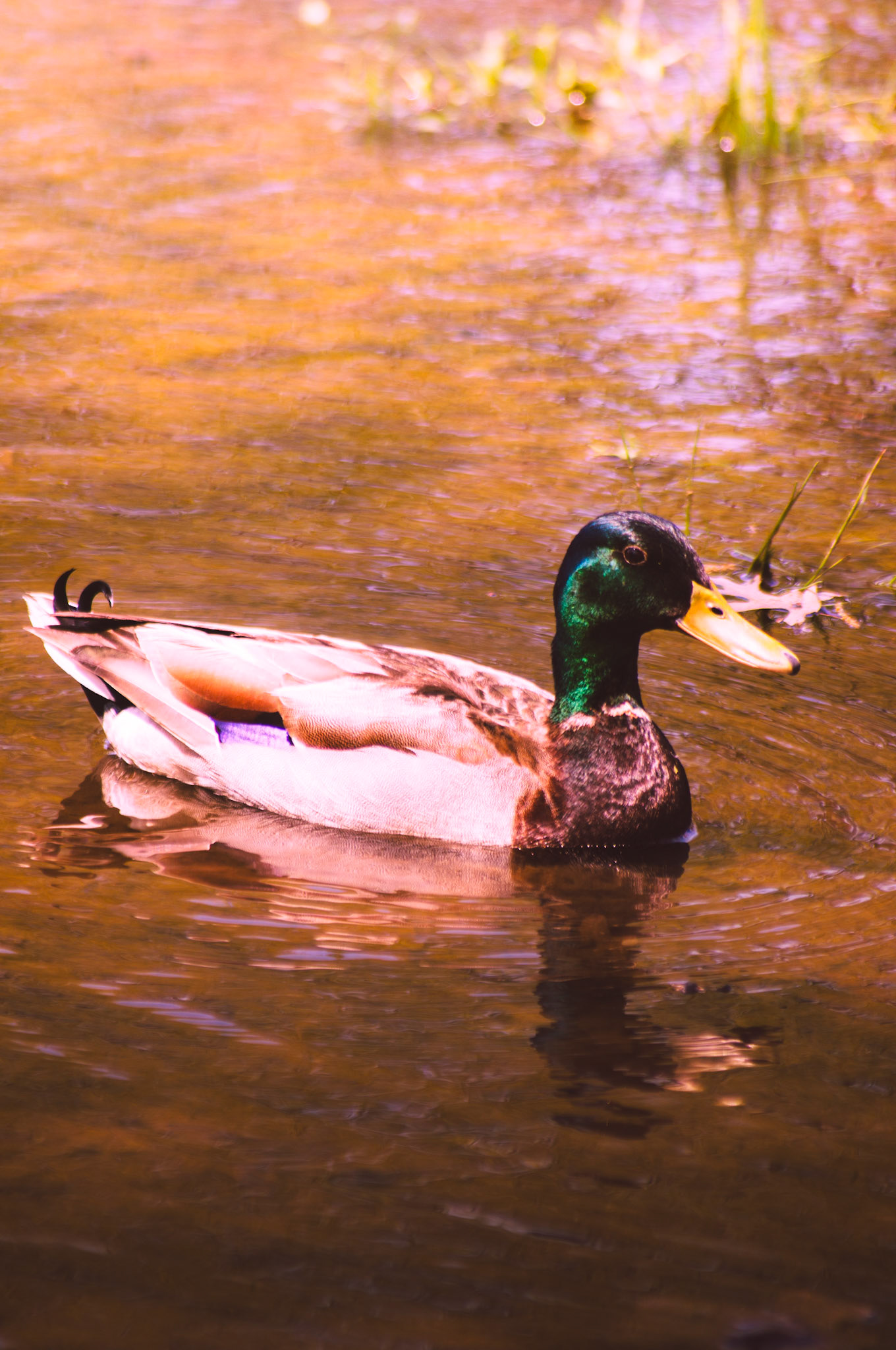 Lower Merion, PA - July 2019