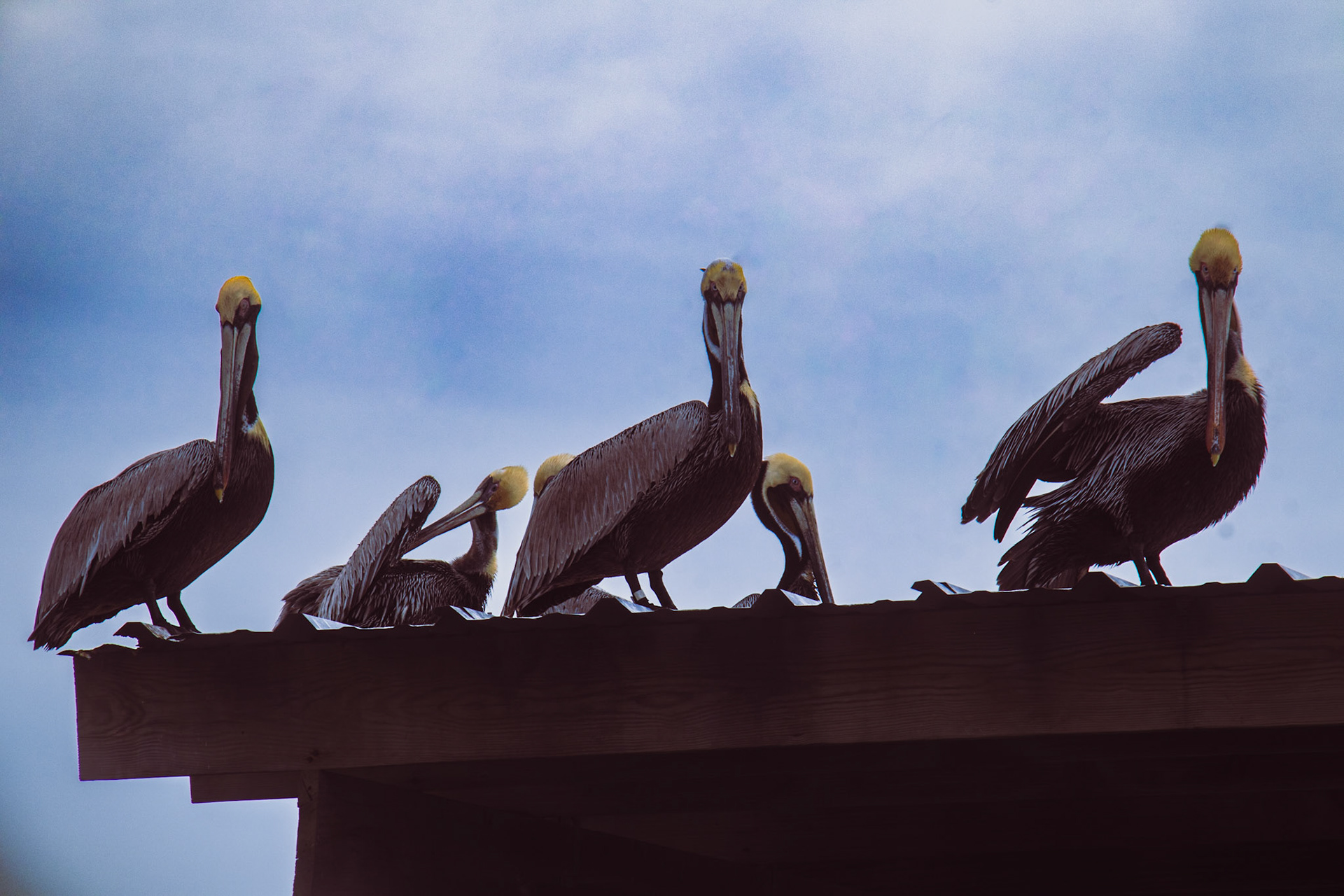 St. Petersburg, FL - March 2025