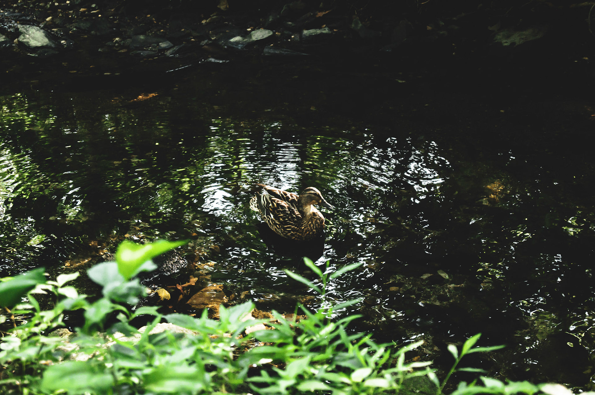 Lower Merion, PA - July 2019