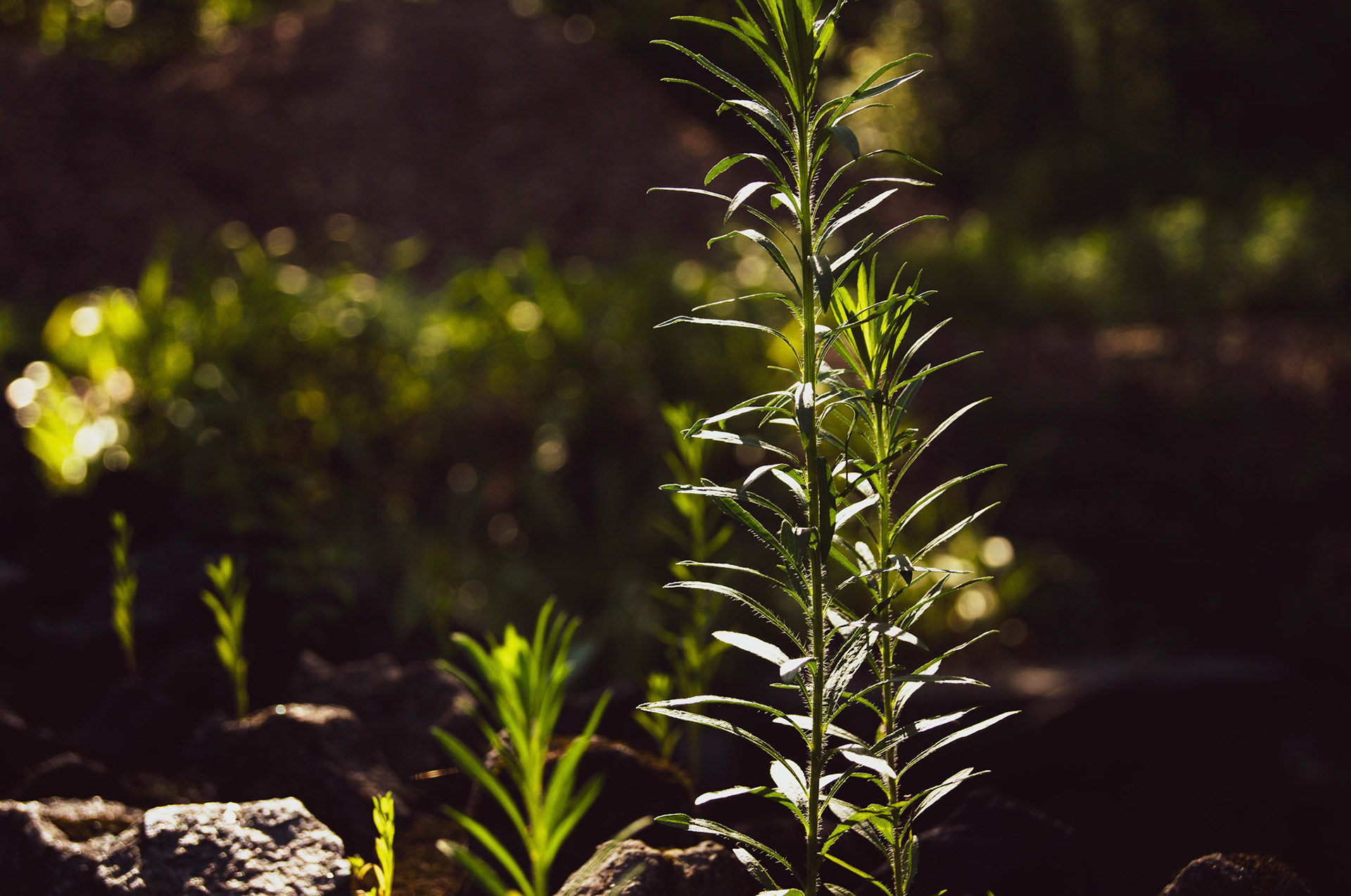 Lower Merion, PA - July 2019