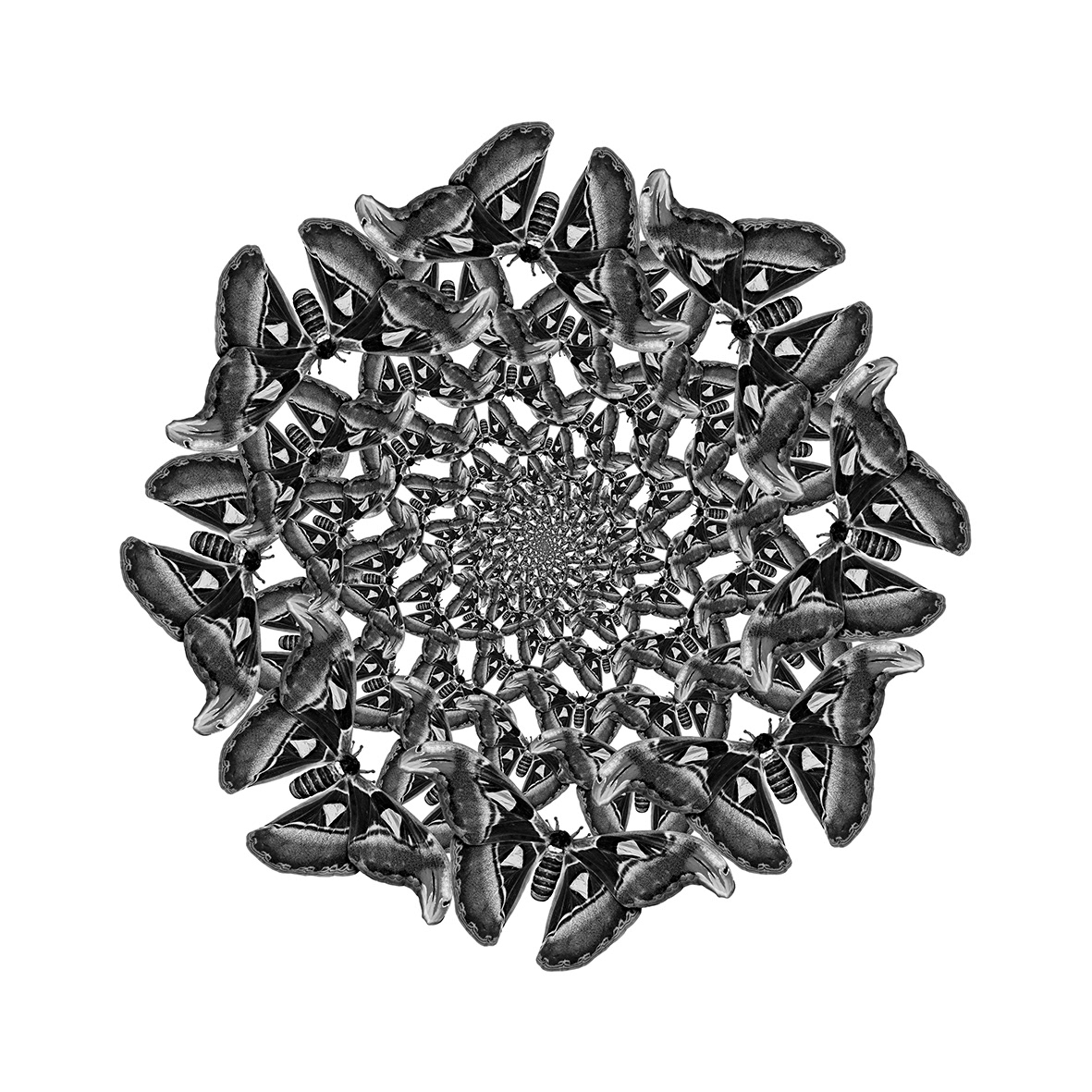 Butterflies Apotheosis 3 B/W